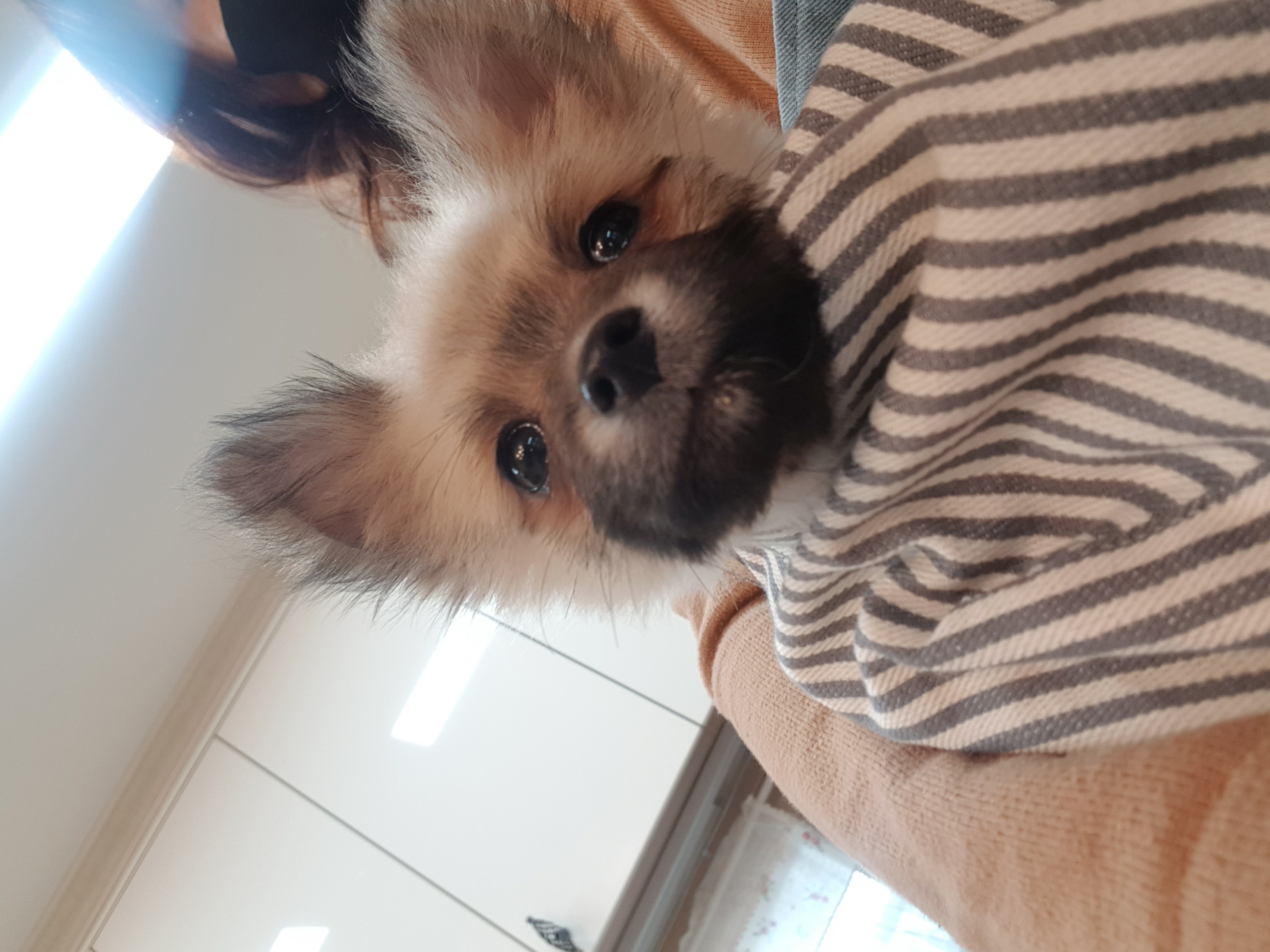 곤지암- 송일 1차 입양후기입니다~