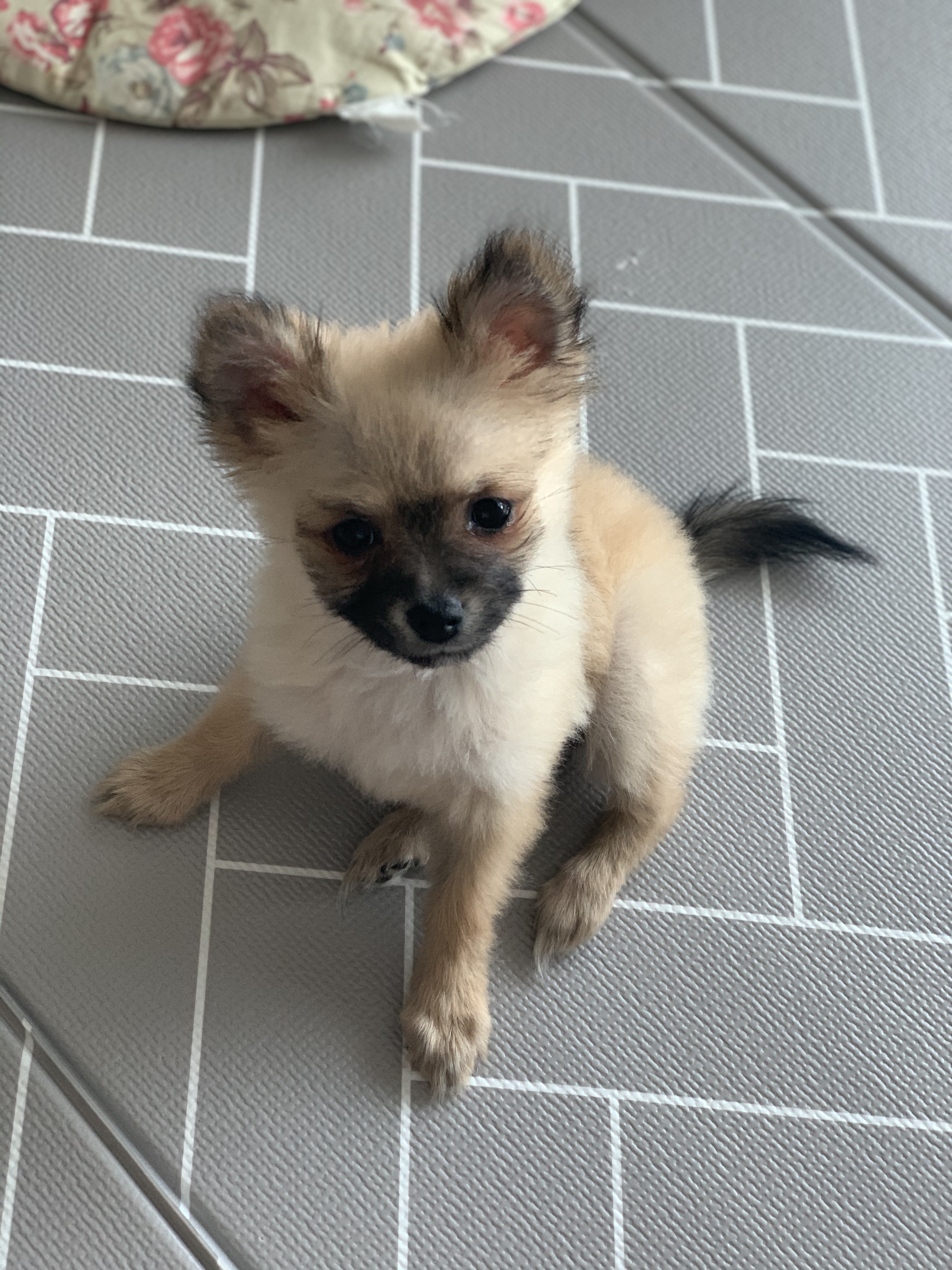 곤지암- 송일 1차 입양후기입니다~