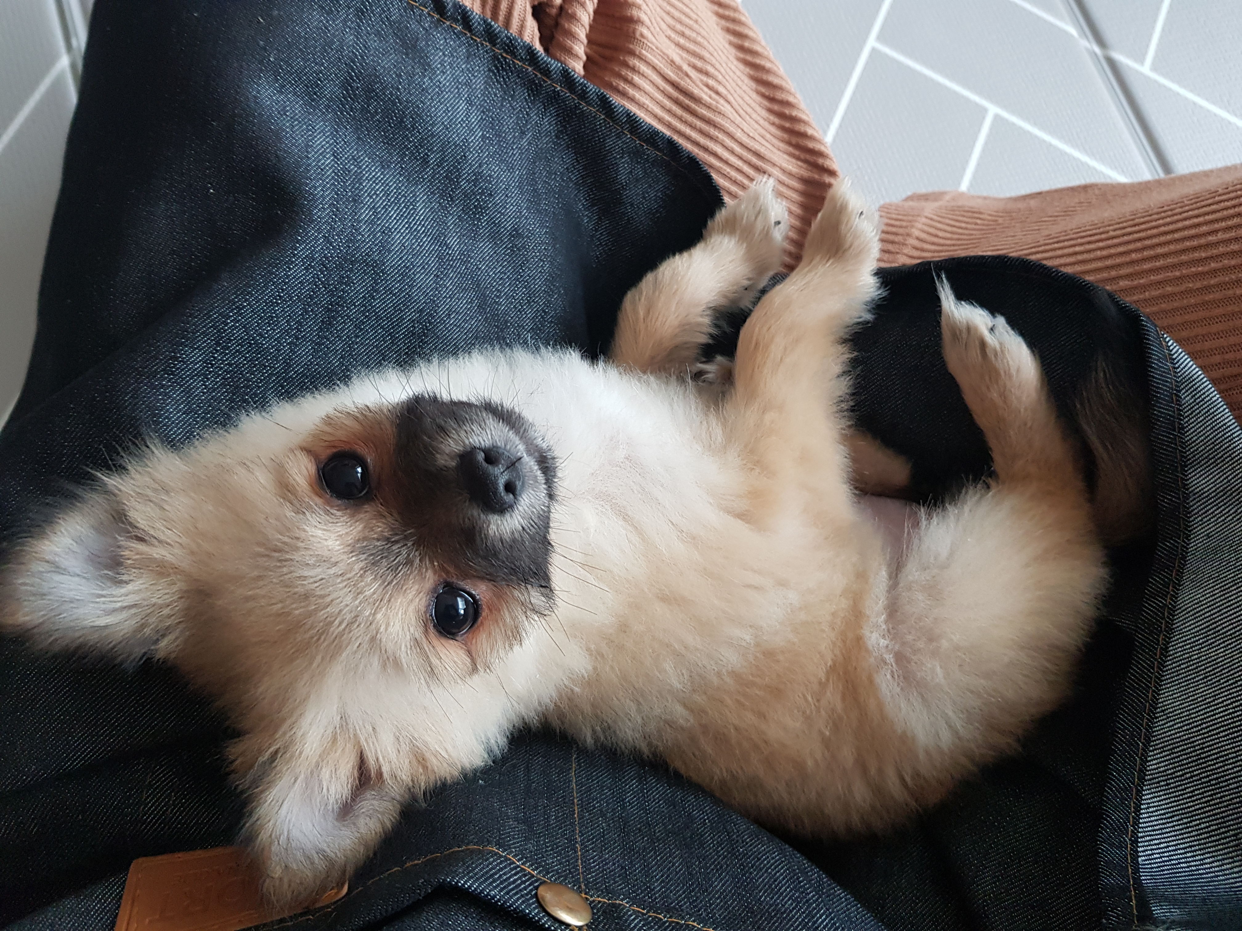 곤지암- 송일 1차 입양후기입니다~