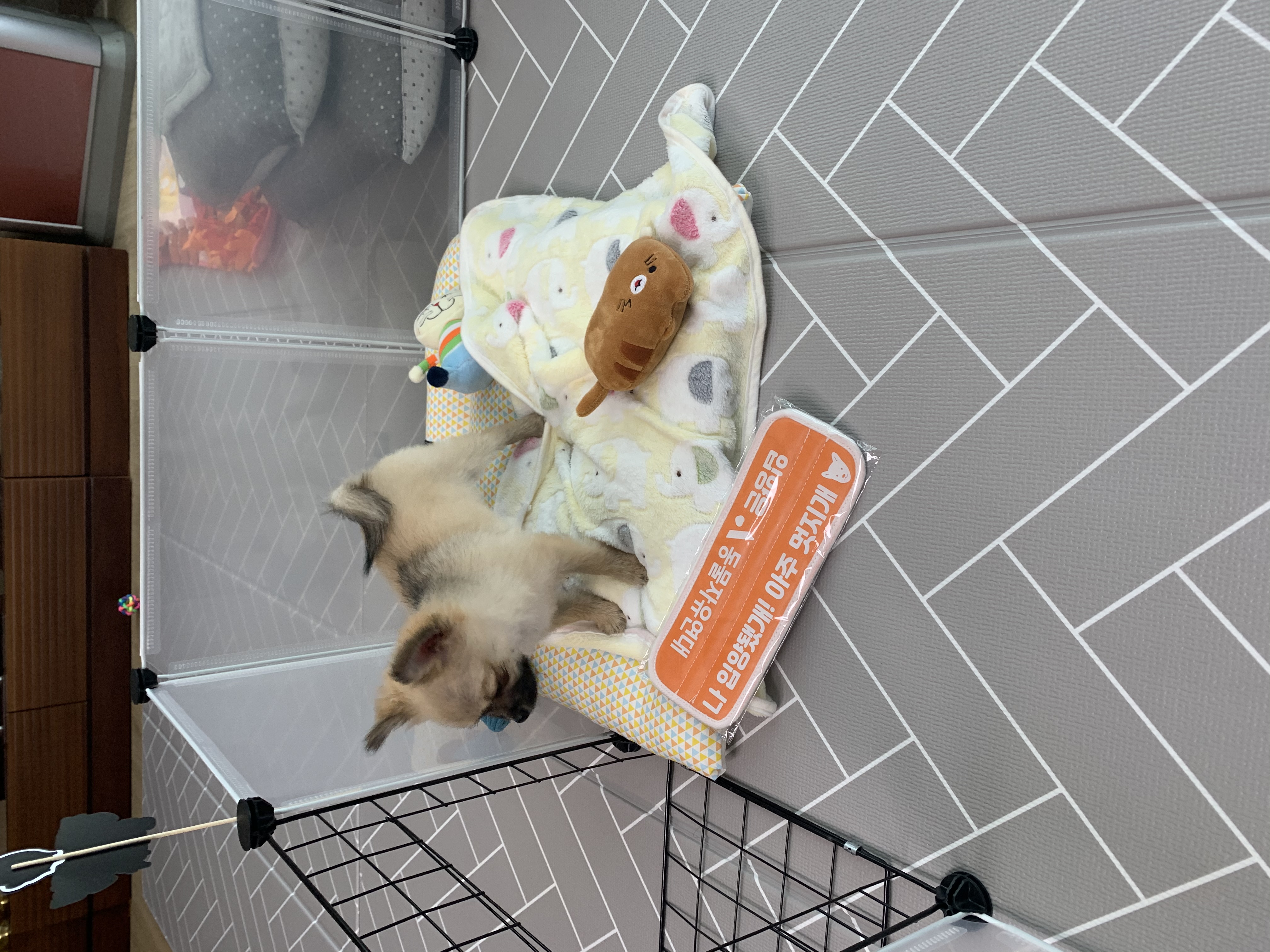 곤지암- 송일 1차 입양후기입니다~