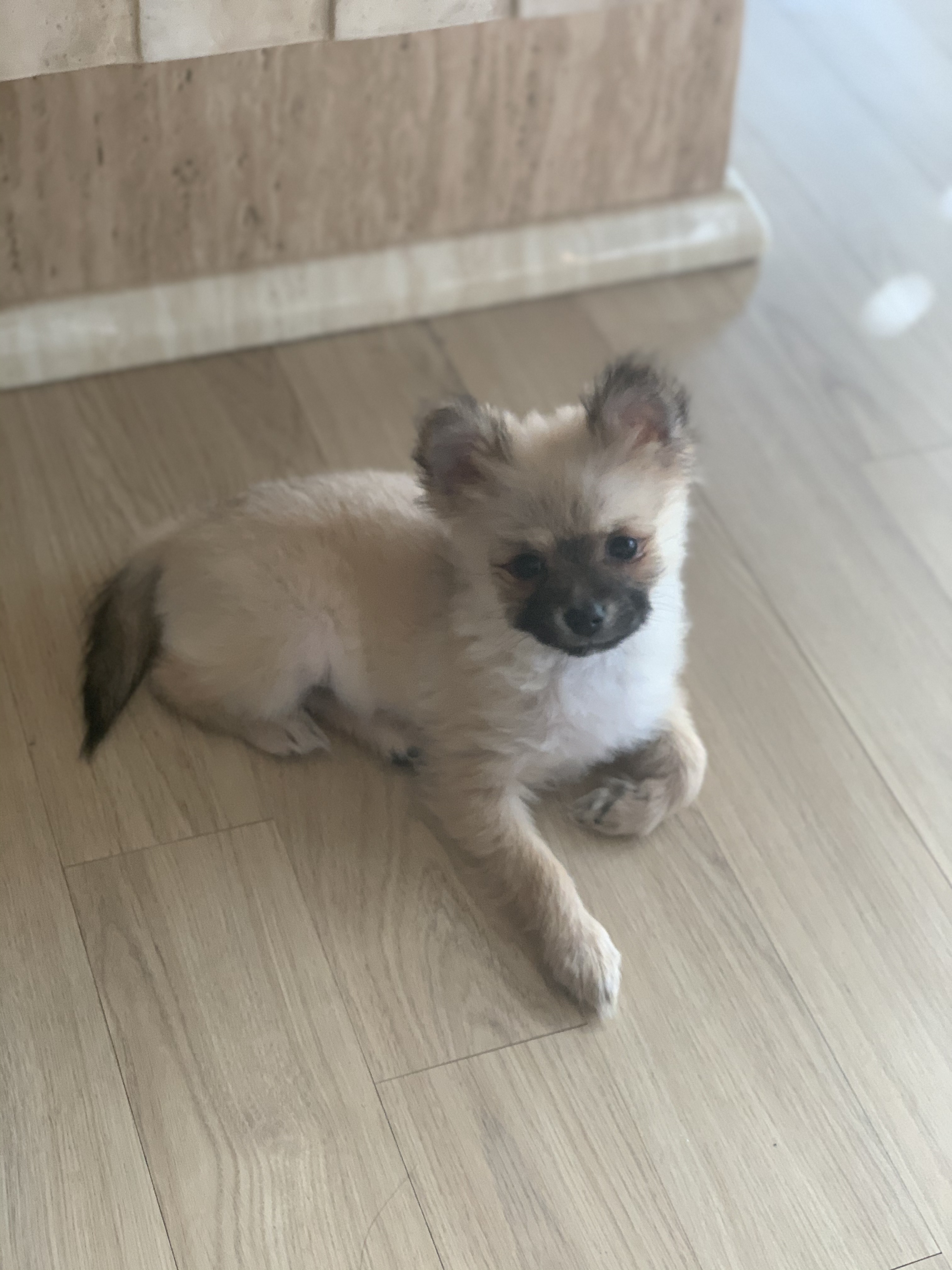 곤지암- 송일 1차 입양후기입니다~