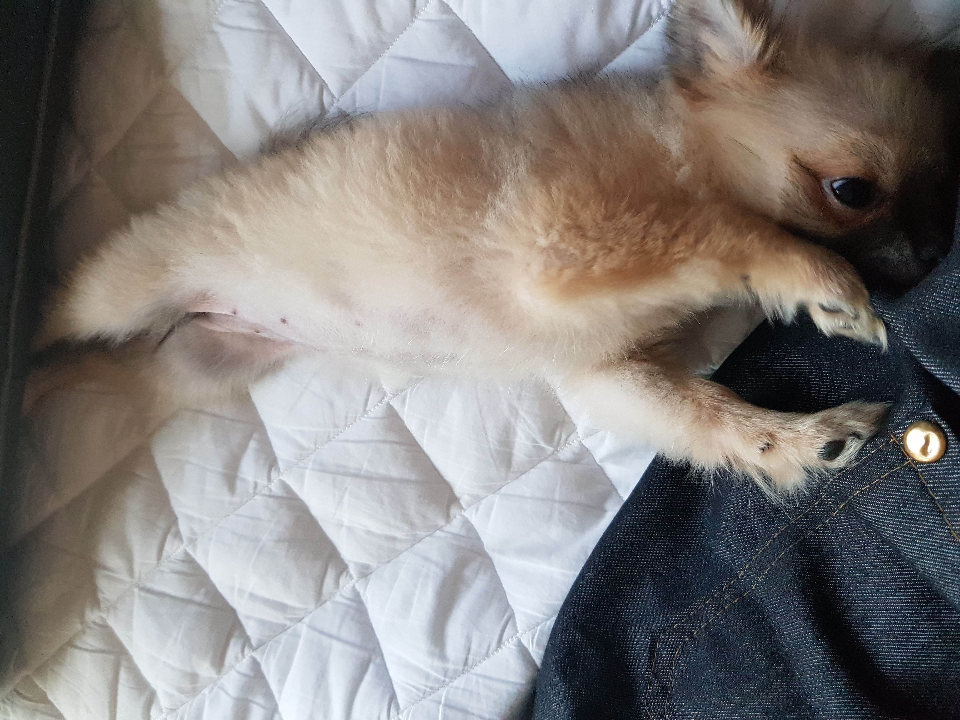 곤지암- 송일 1차 입양후기입니다~