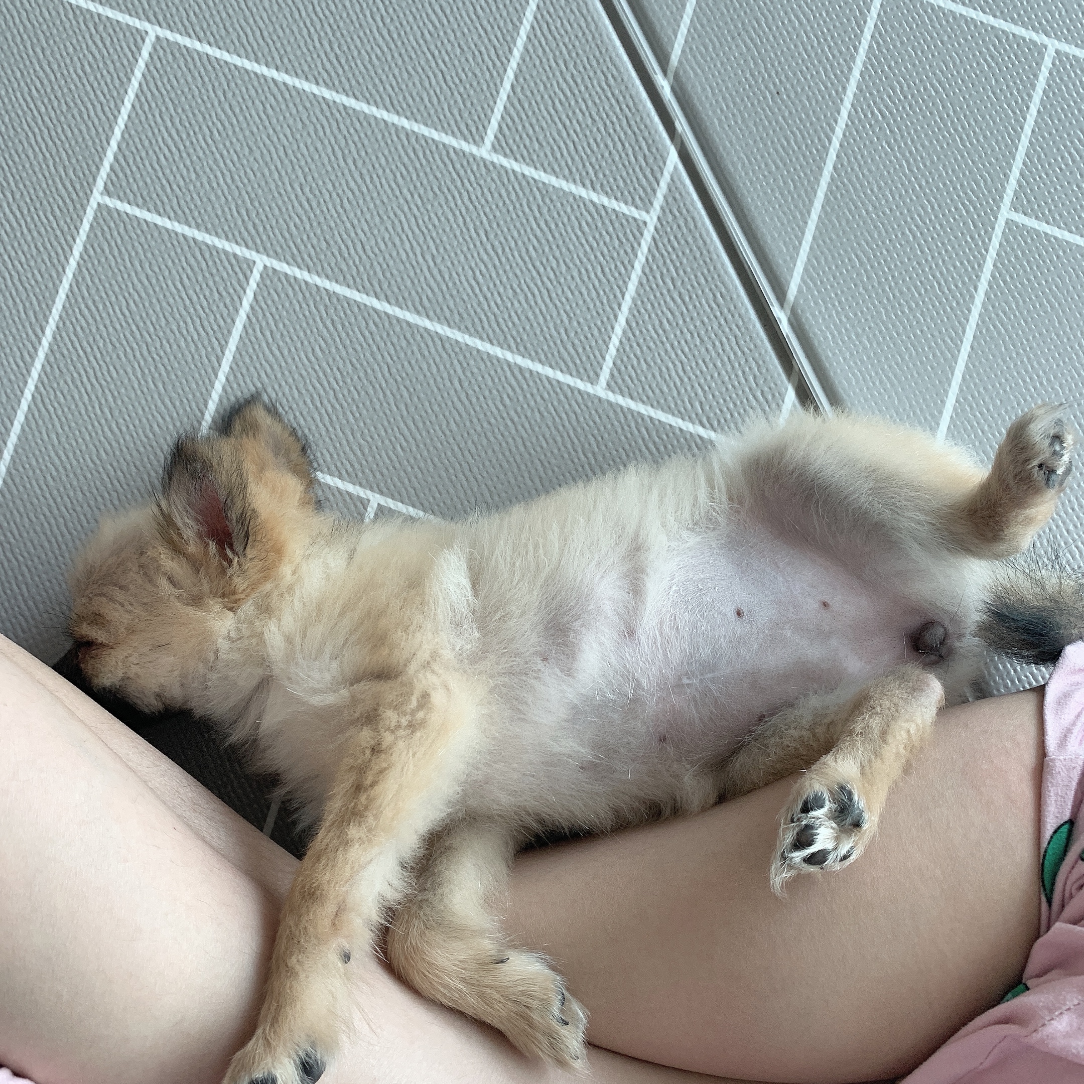 곤지암- 송일 1차 입양후기입니다~