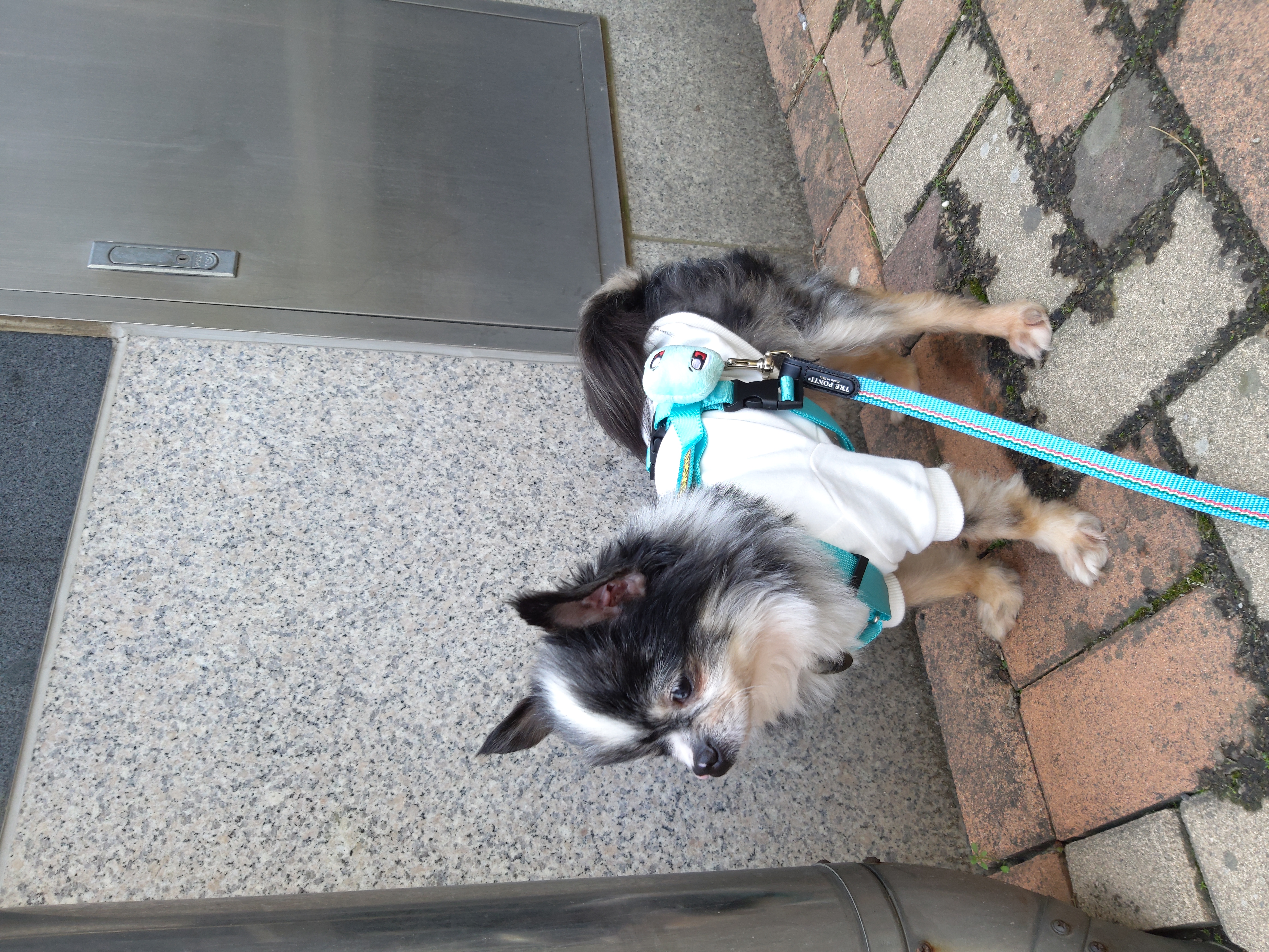 별(깜치)이 소식전합니다.