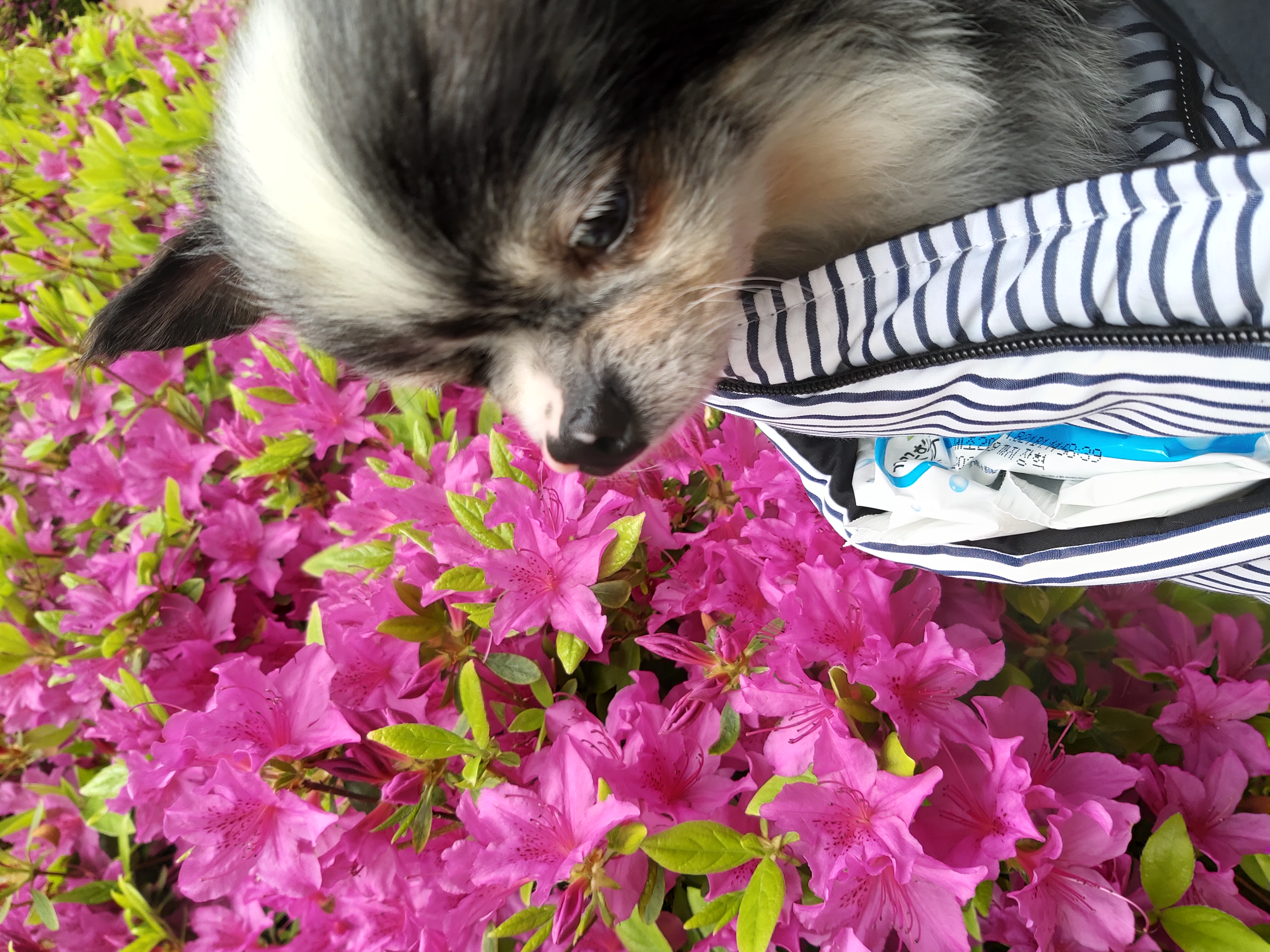 별(깜치)이 소식전합니다.