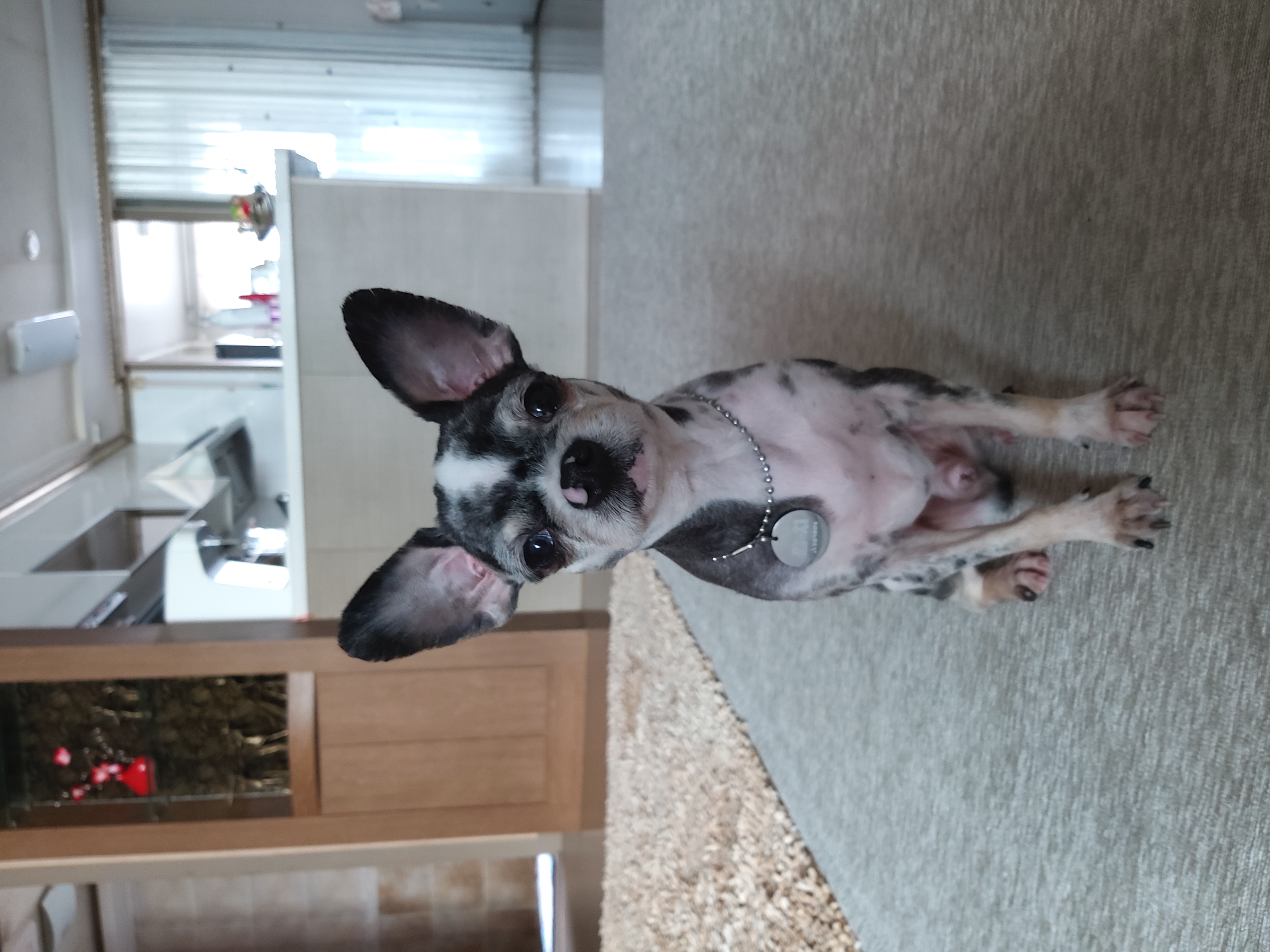 별(깜치)이 소식전합니다.