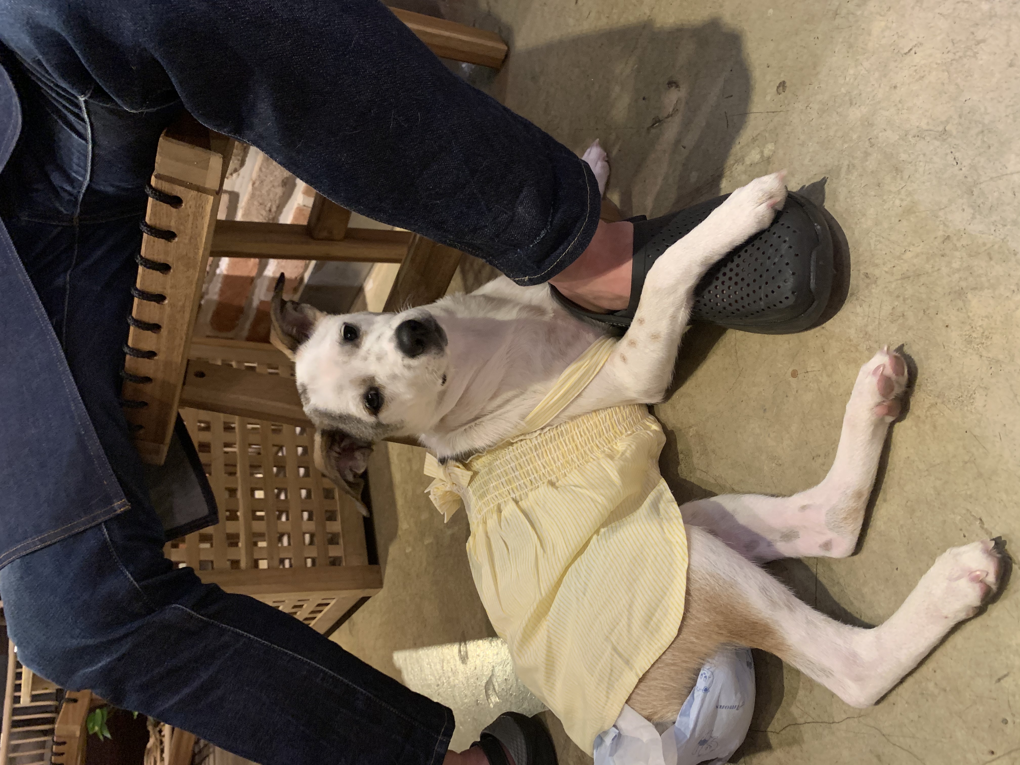 도도(당이) 입양 3개월 이후 입니다