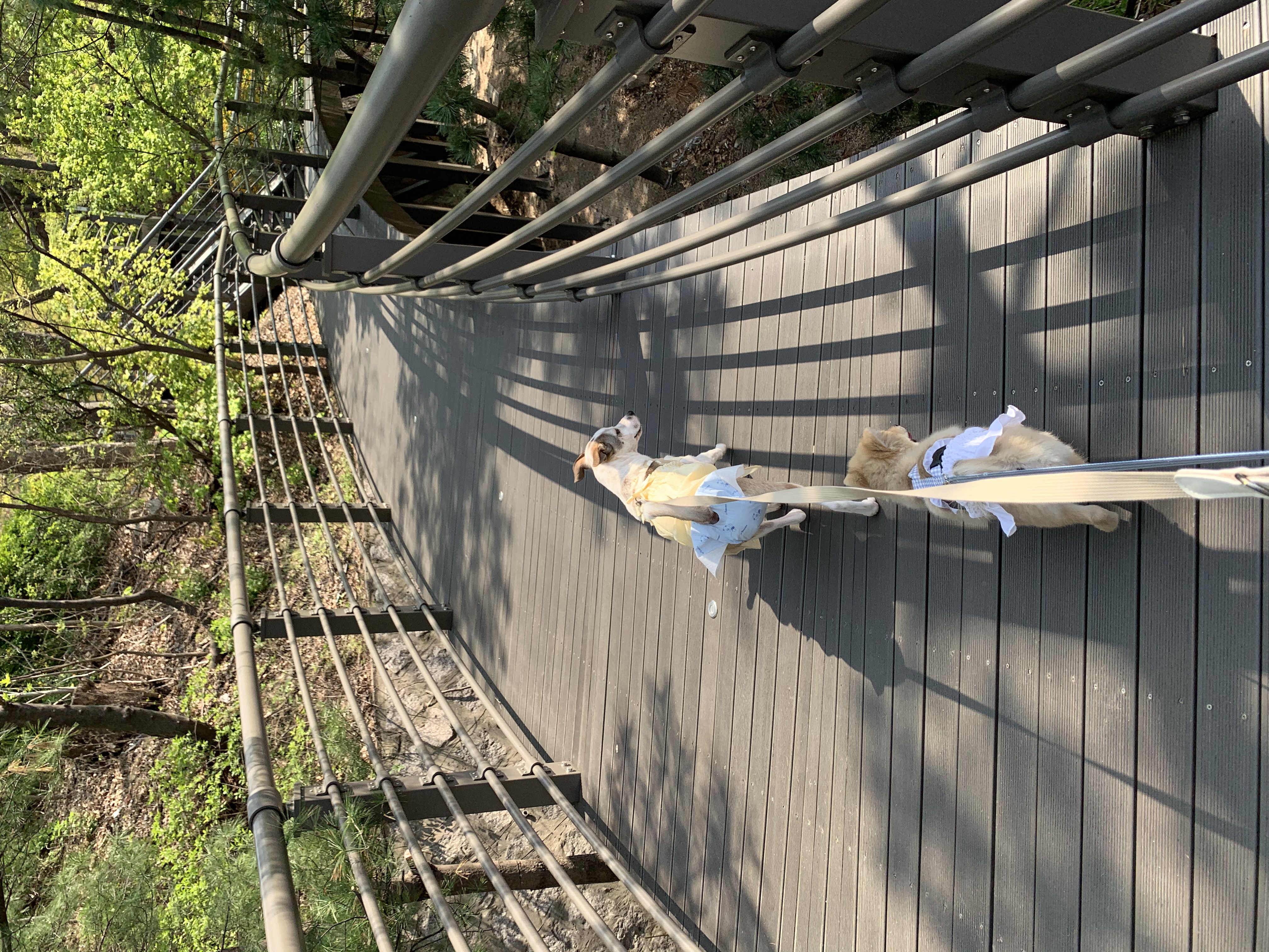 도도(당이) 입양 3개월 이후 입니다