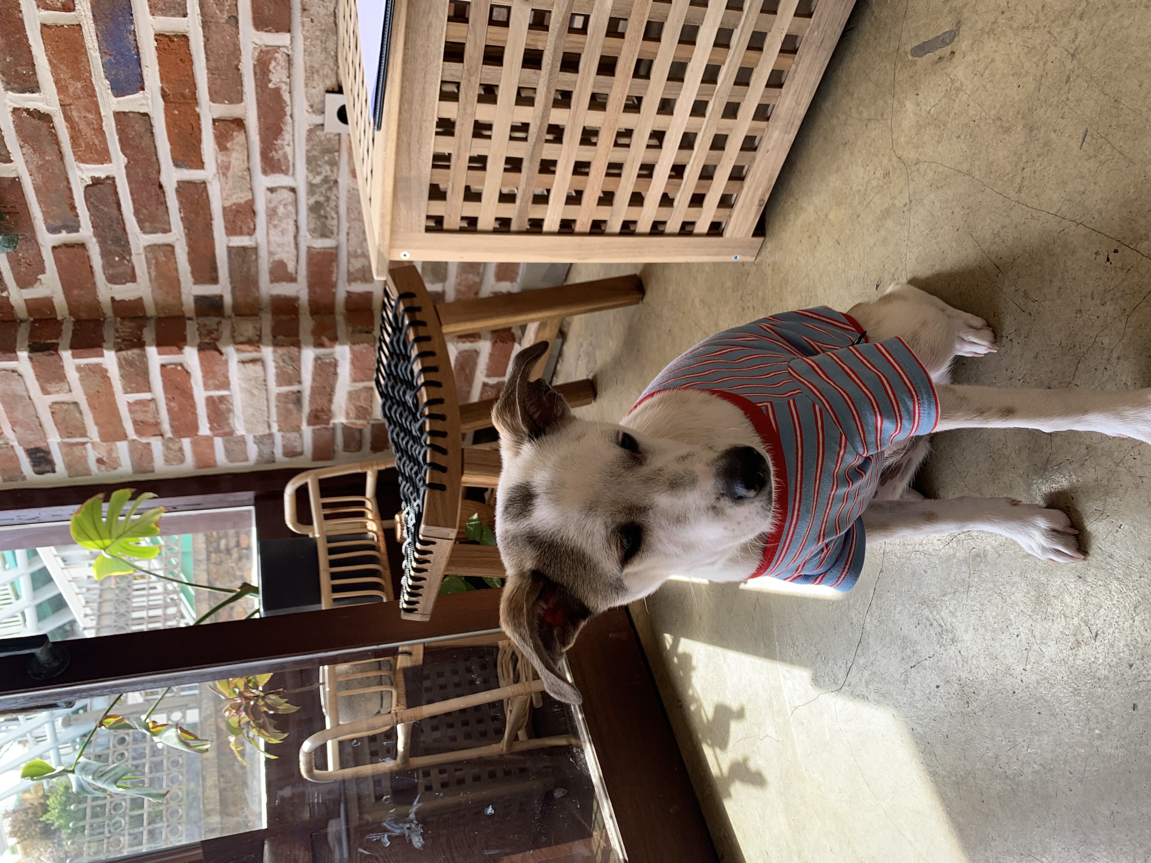 도도(당이) 입양 3개월 이후 입니다