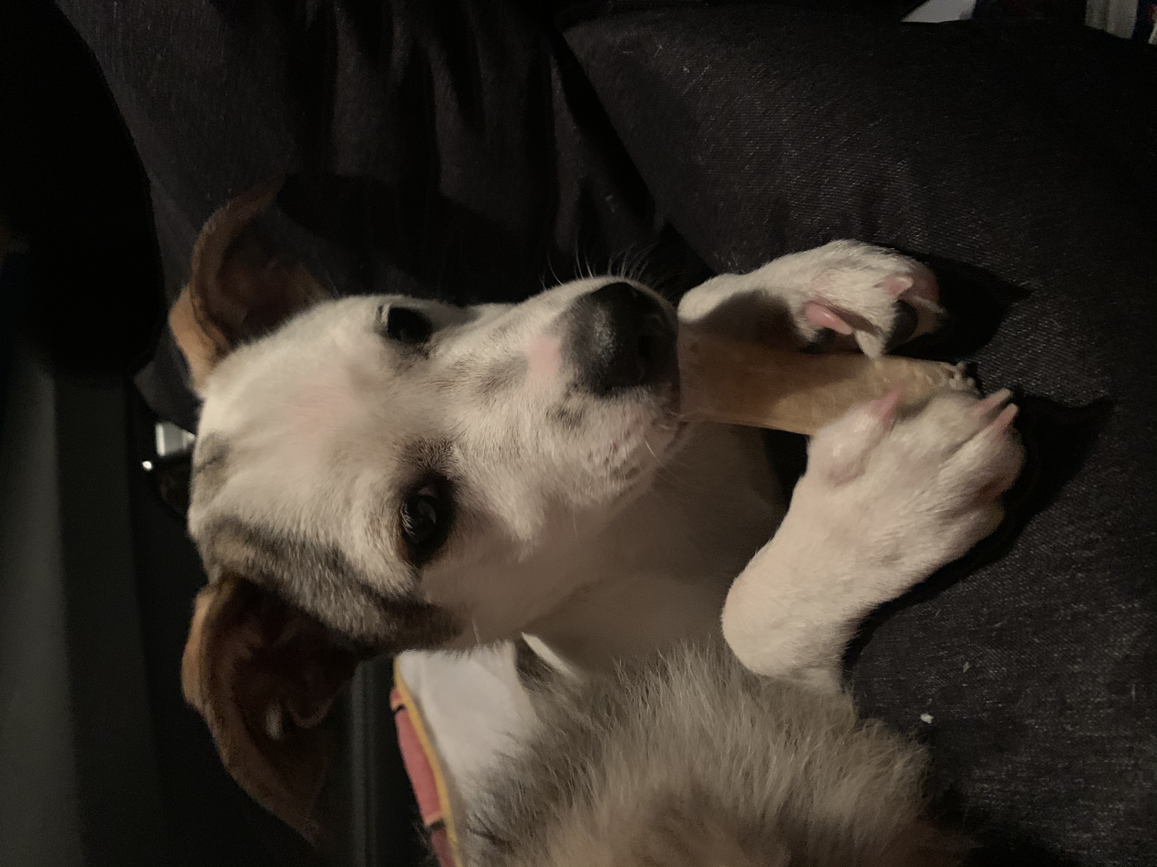 도도(당이) 입양 3개월 이후 입니다