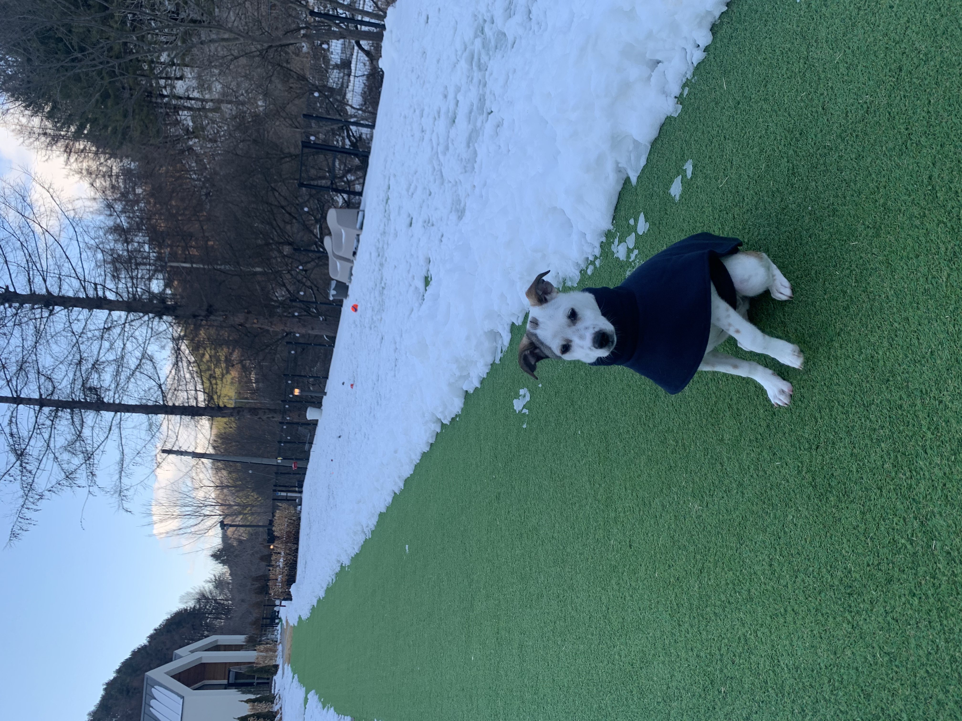 도도(당이) 입양 3개월 이후 입니다