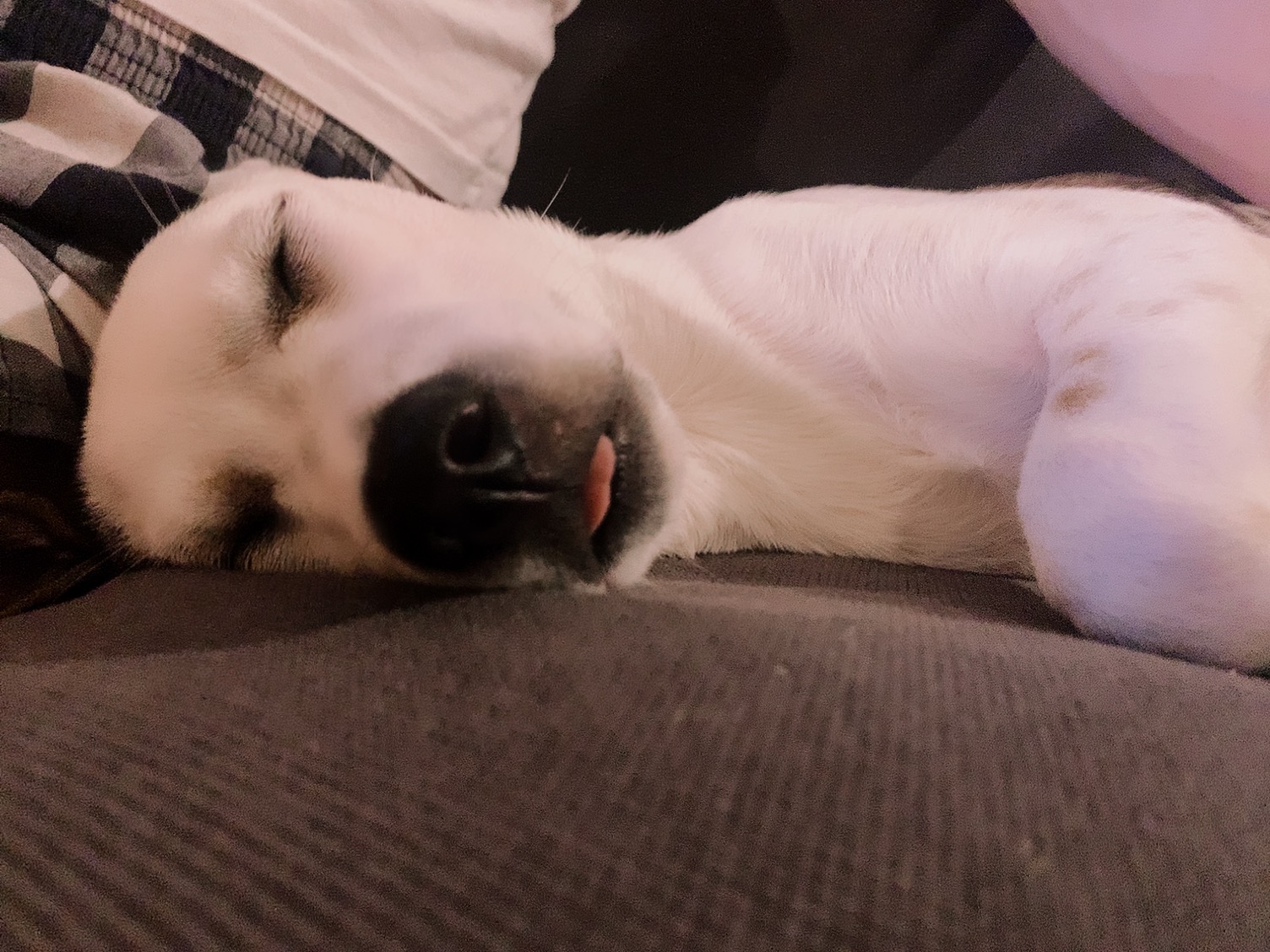 도도(당이) 입양 3개월 이후 입니다