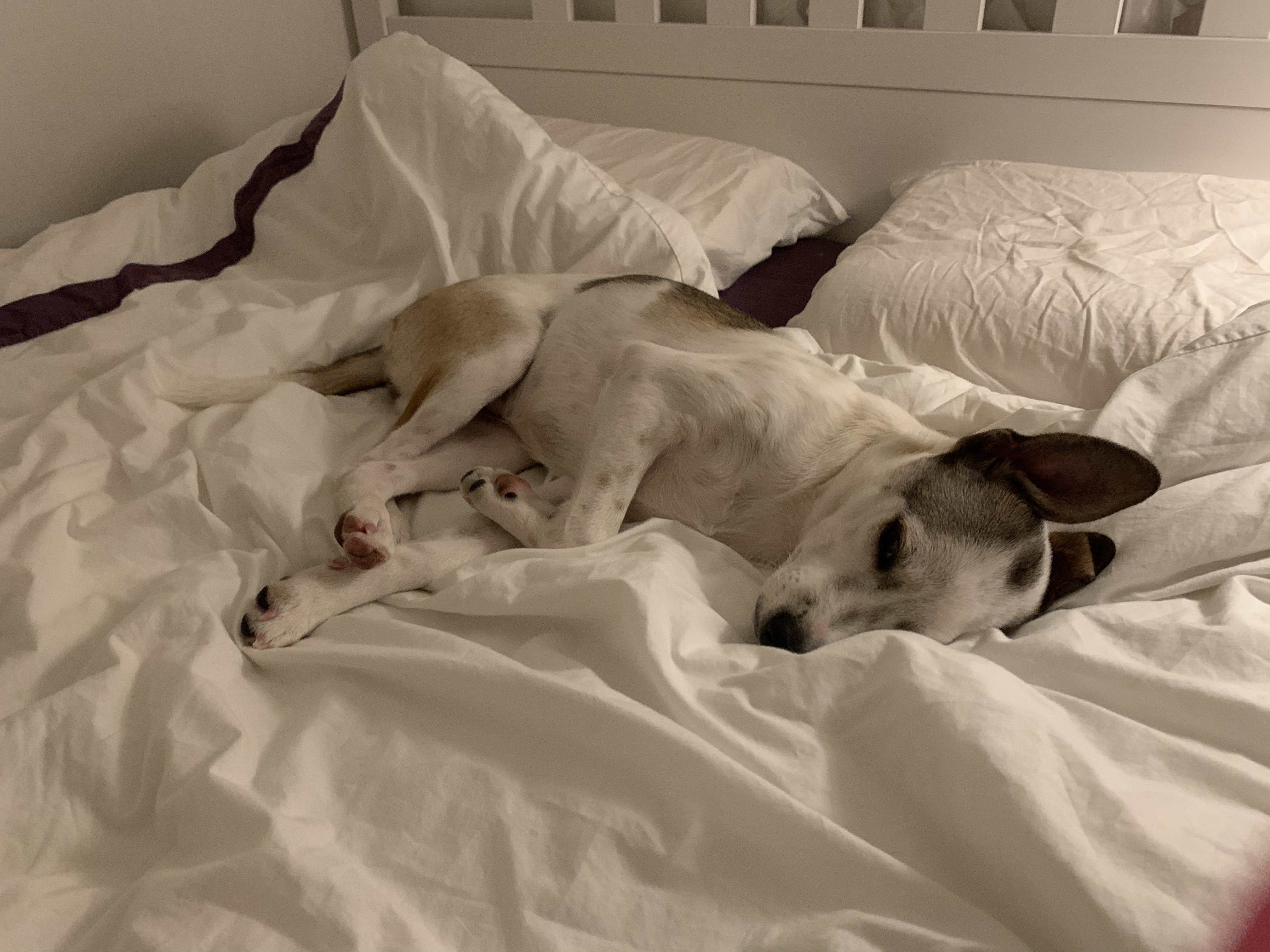 도도(당이) 입양 3개월 이후 입니다