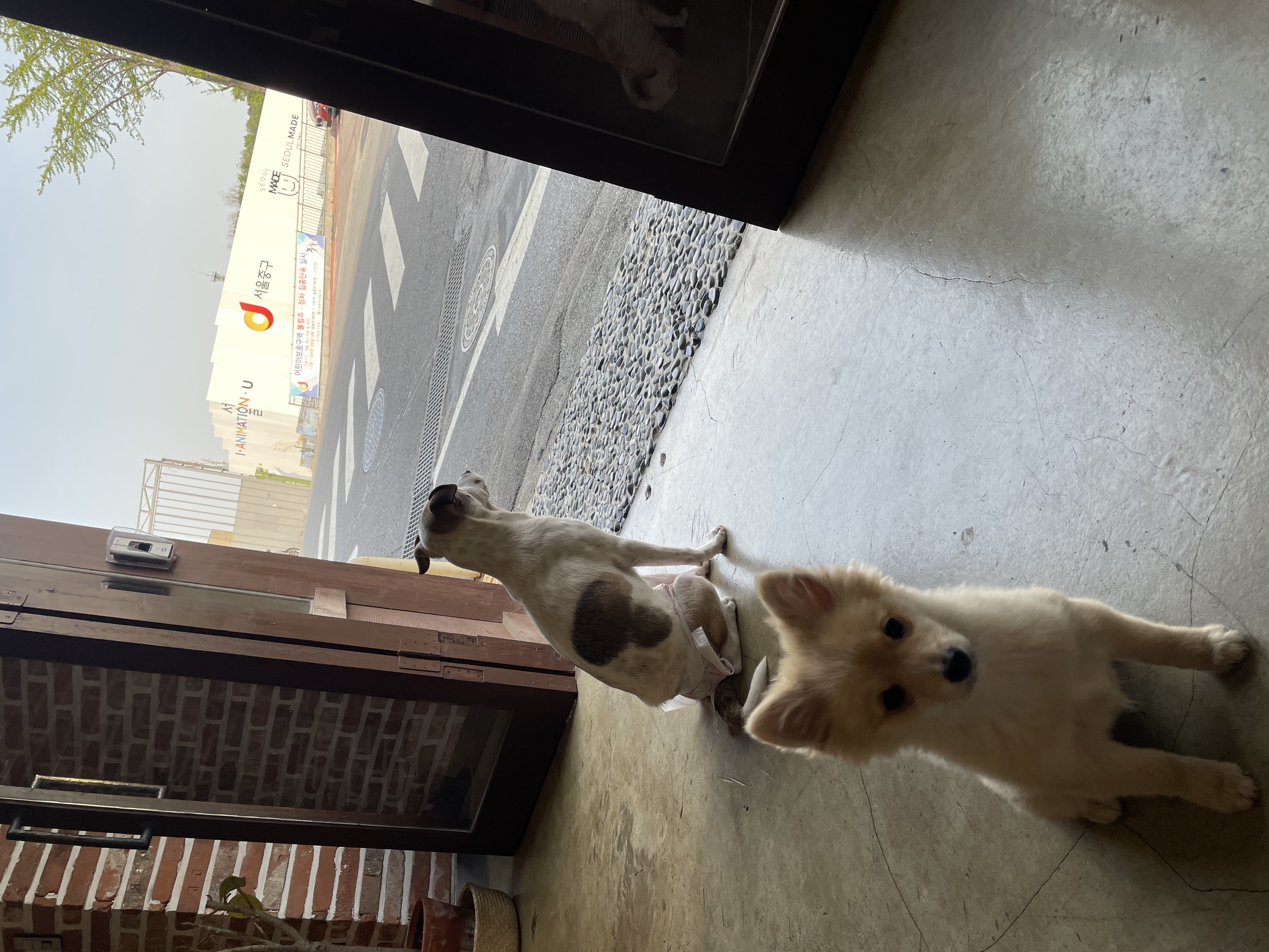 도도(당이) 입양 3개월 이후 입니다