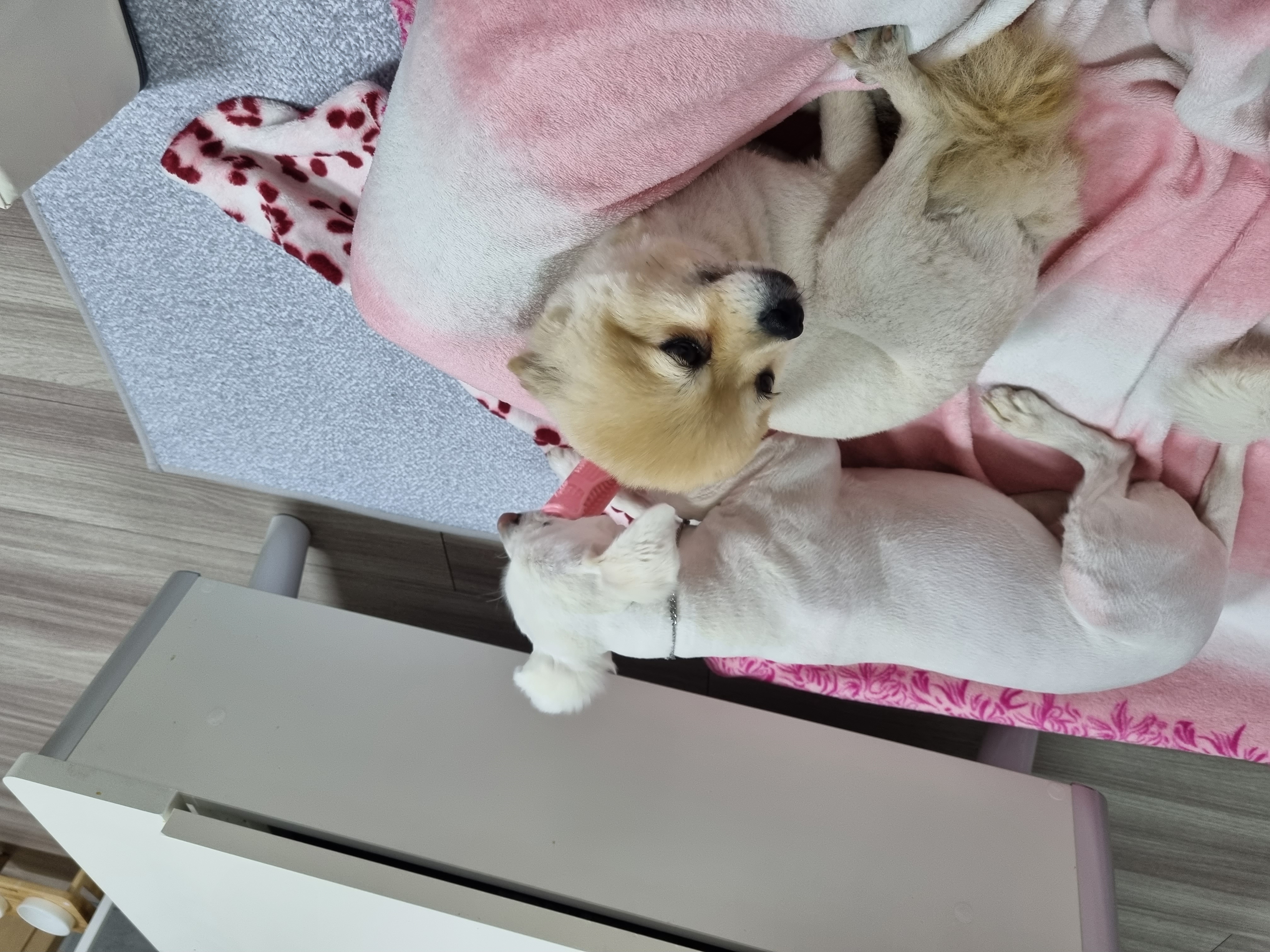 온새의 일주일차 이야기~♡