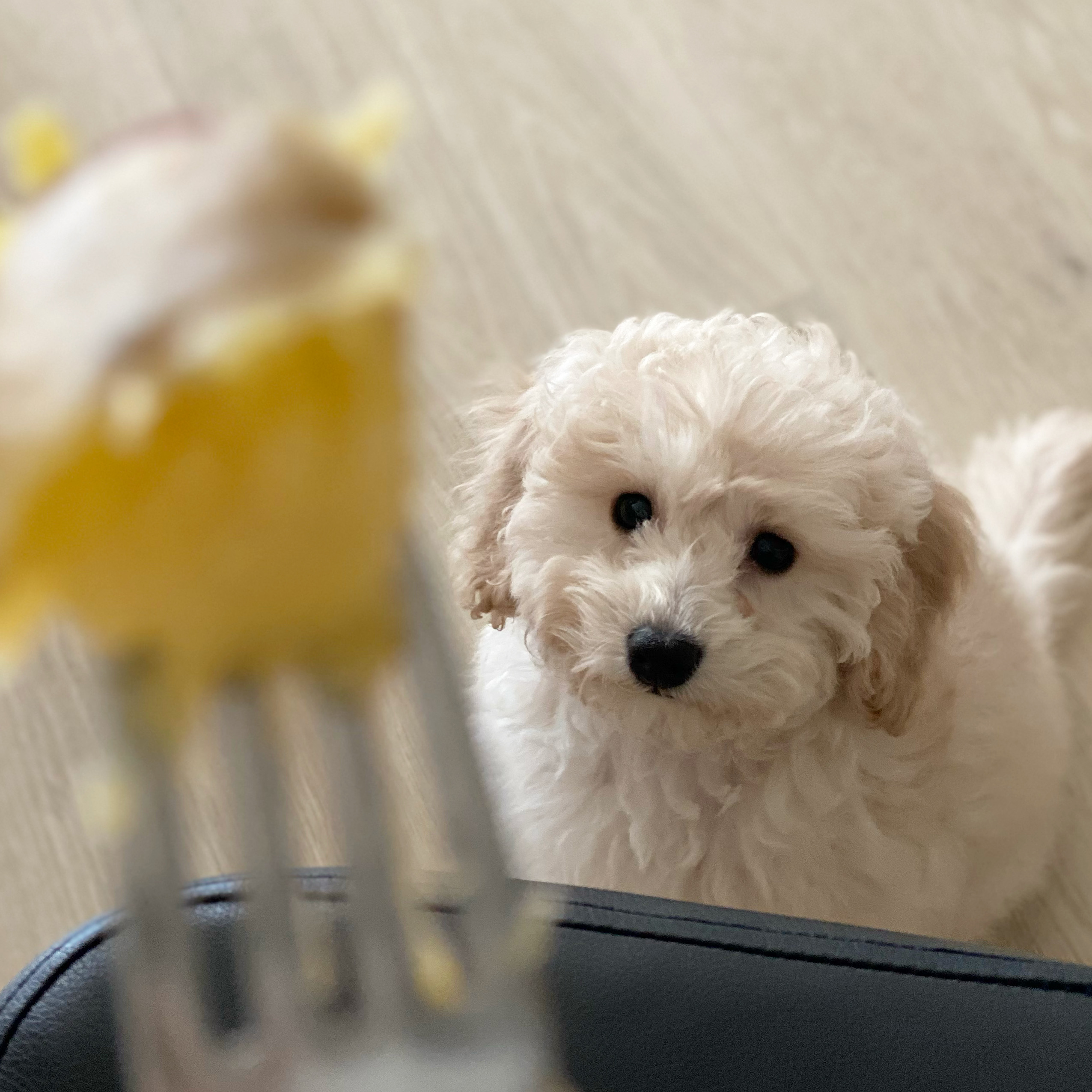 곤지암 구조견 쿠크의 자견 연지 (심쿵) 한달 입양후기