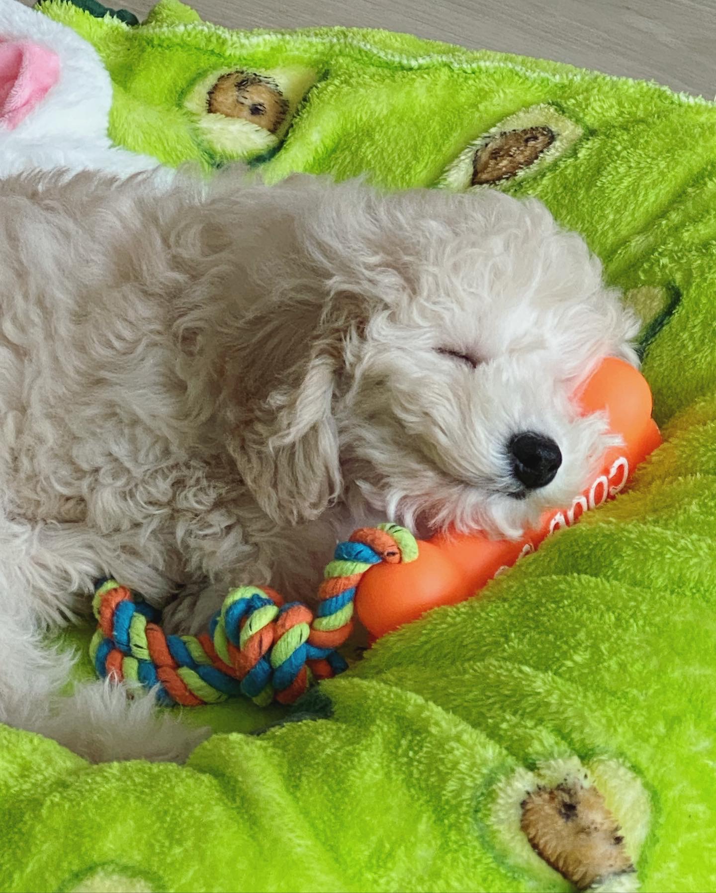 곤지암 구조견 쿠크의 자견 연지 (심쿵) 한달 입양후기