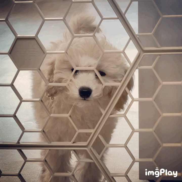 곤지암 구조견 쿠크의 자견 연지 (심쿵) 한달 입양후기