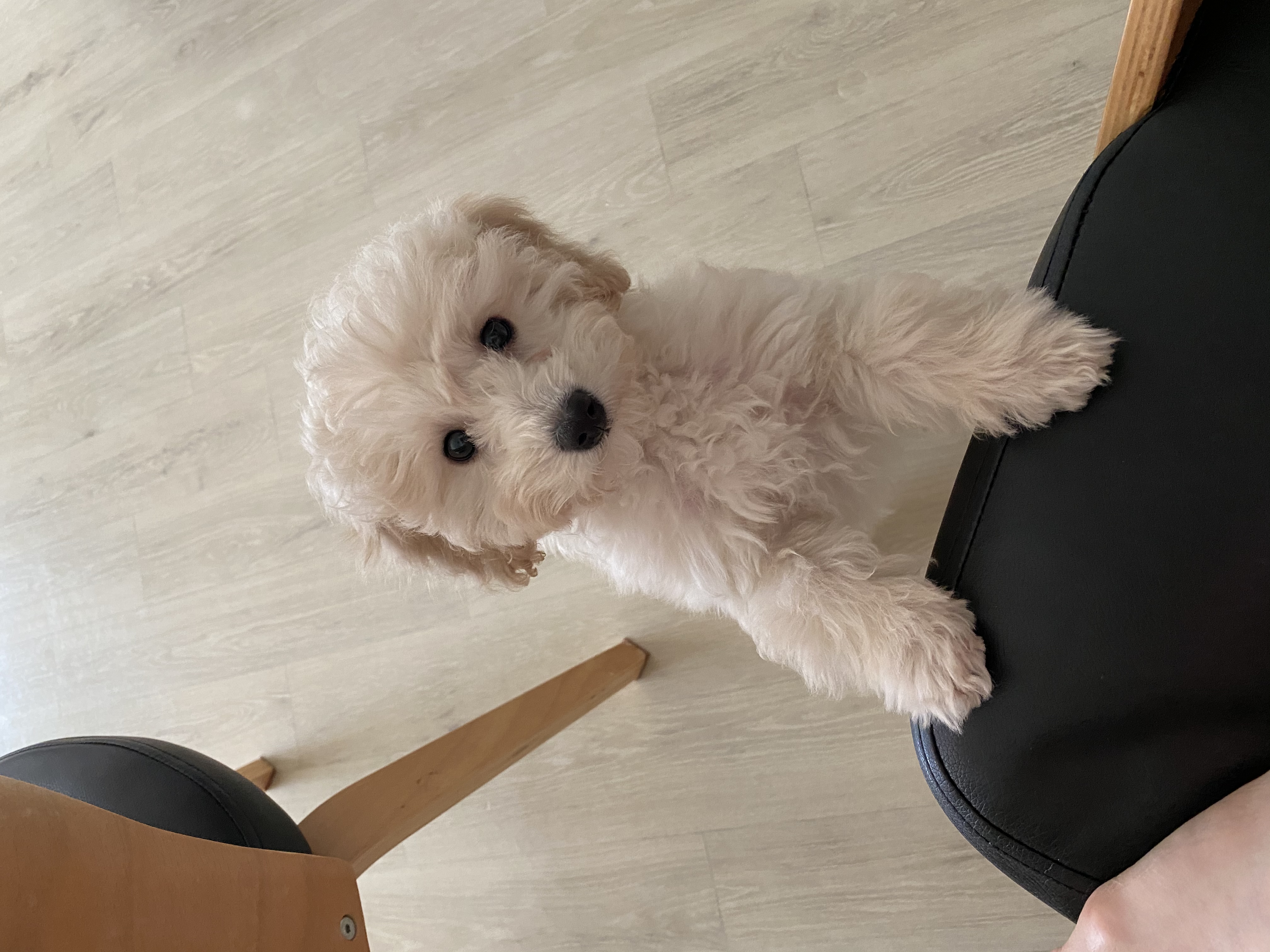 곤지암 구조견 쿠크의 자견 연지 (심쿵) 한달 입양후기