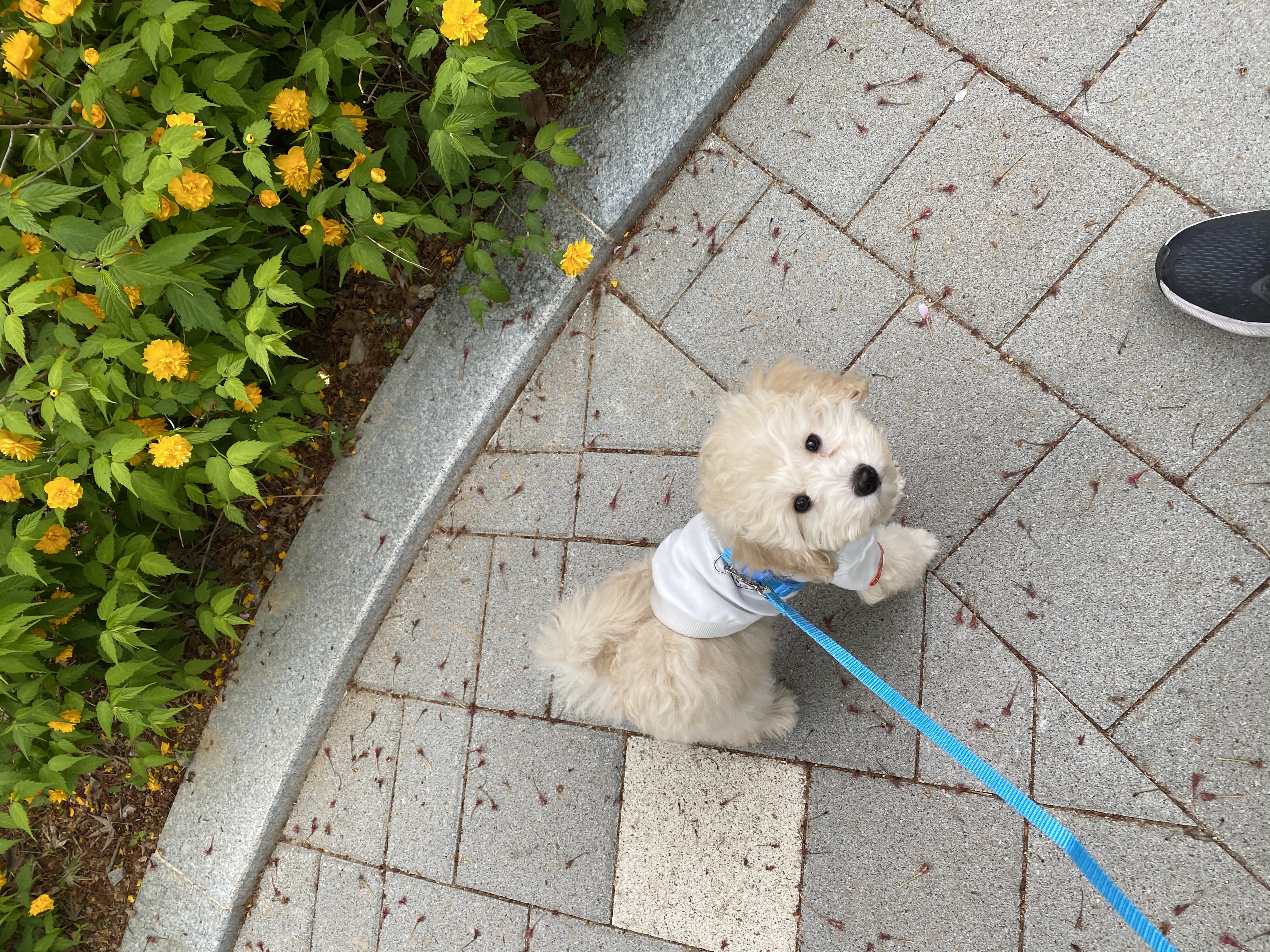 곤지암 구조견 쿠크의 자견 연지 (심쿵) 한달 입양후기