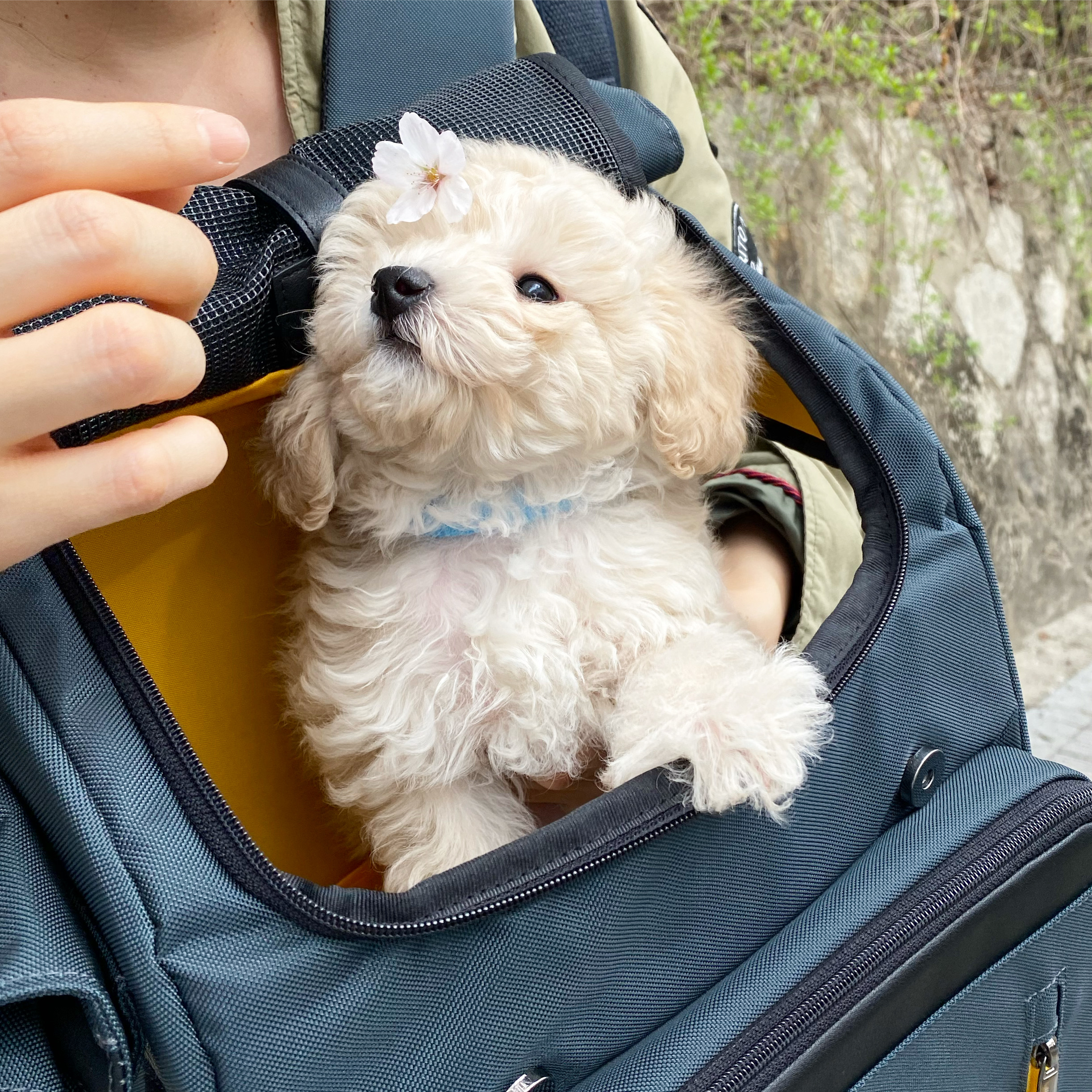 곤지암 구조견 쿠크의 자견 연지 (심쿵) 한달 입양후기