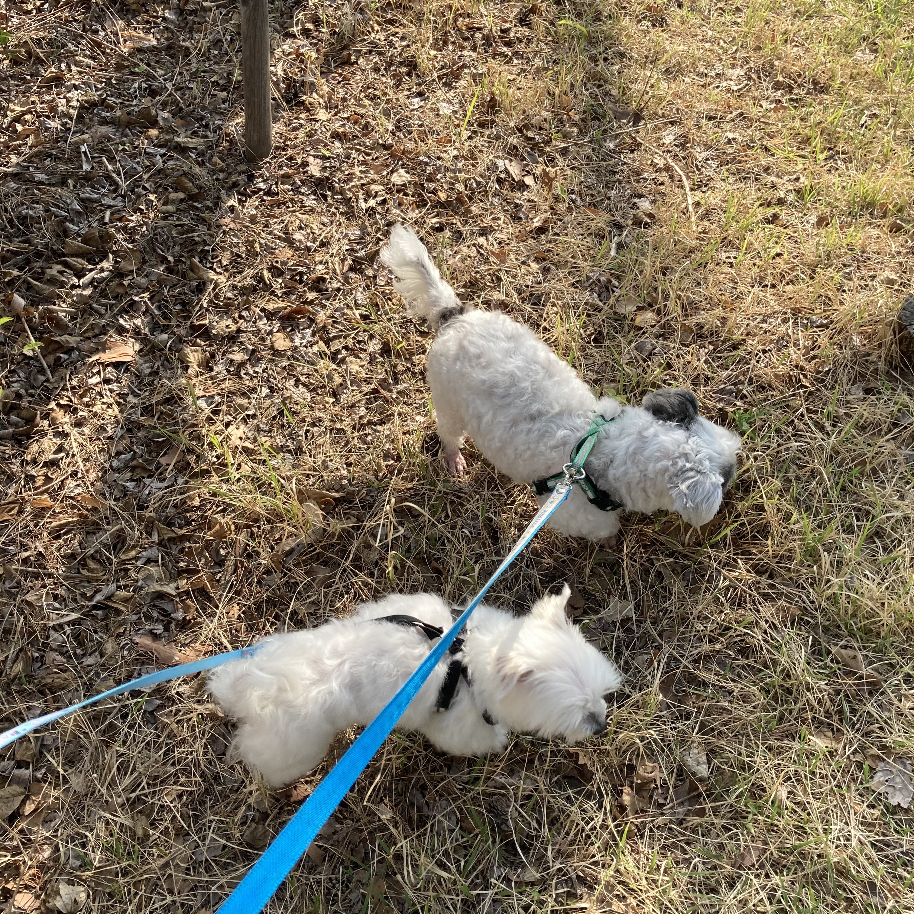 봉남이(곤지암 도우너) 입양한달차