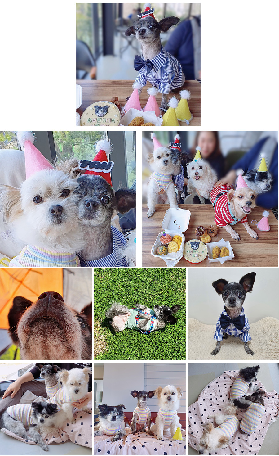 장탄씨 이야기 (#동자연_탄이) : 입양 1주년 후기