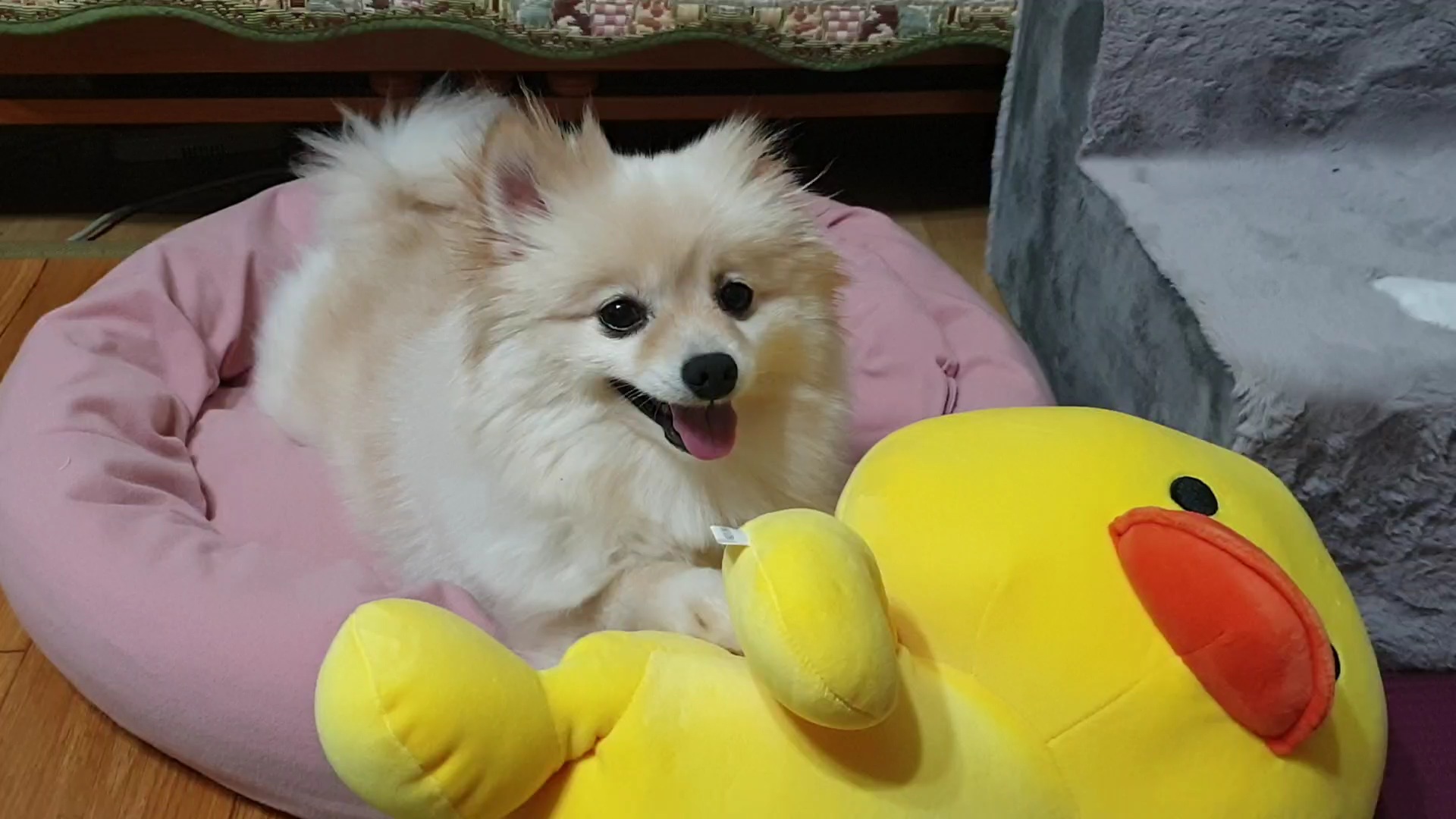 곤지암 구조견 단밤이 입양 한 달 후기