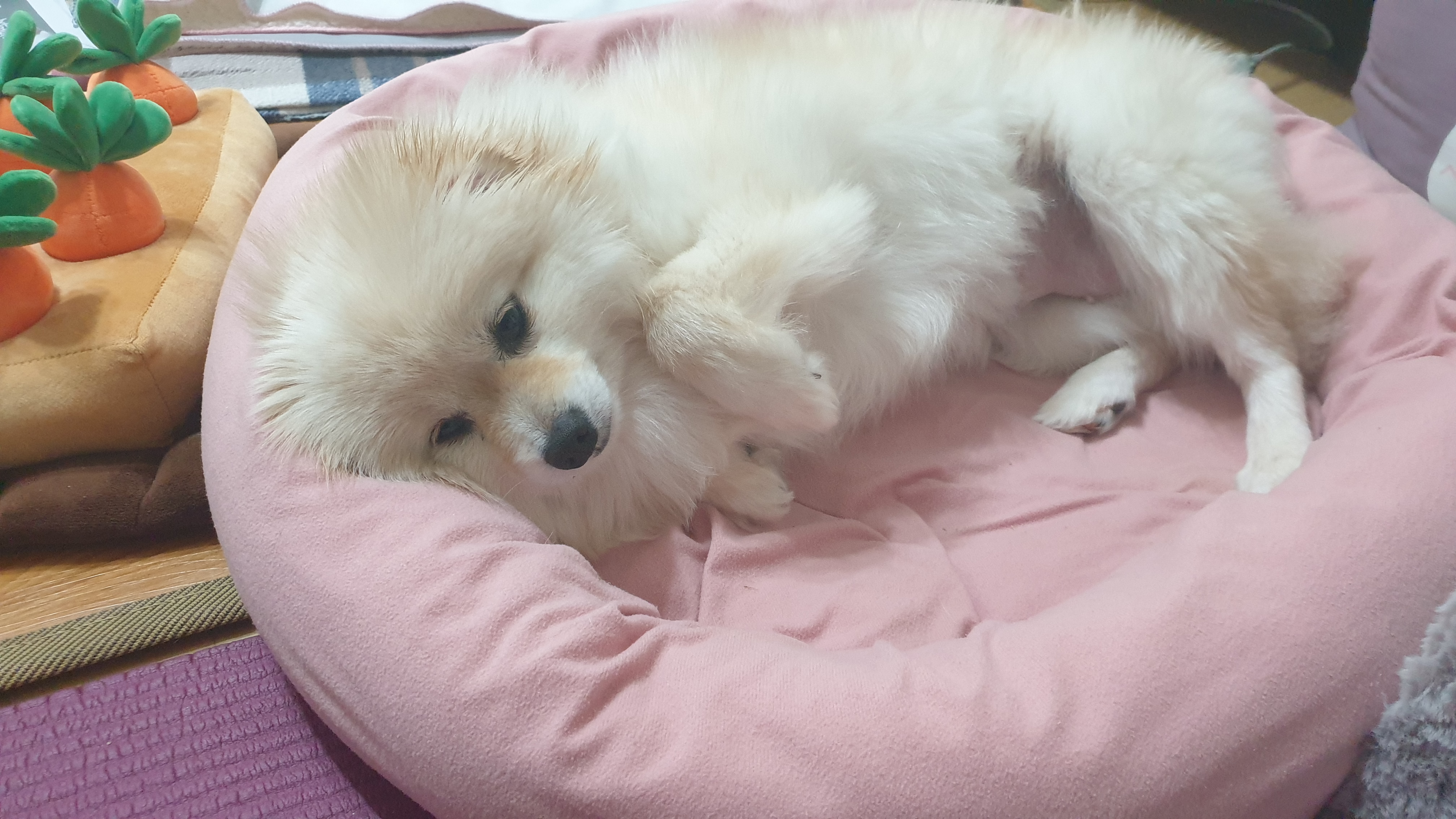 곤지암 구조견 단밤이 입양 한 달 후기