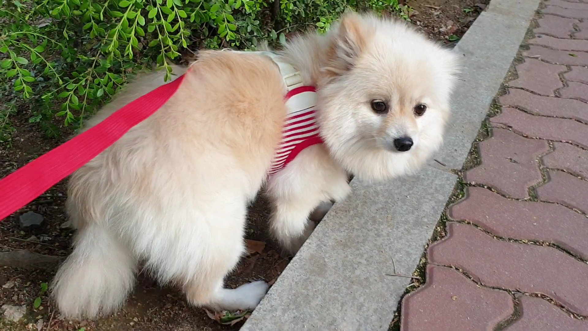 곤지암 구조견 단밤이 입양 한 달 후기