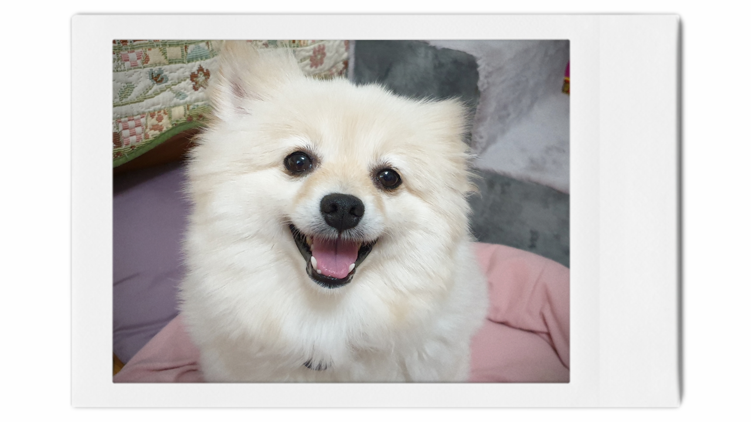 곤지암 구조견 단밤이 입양 한 달 후기