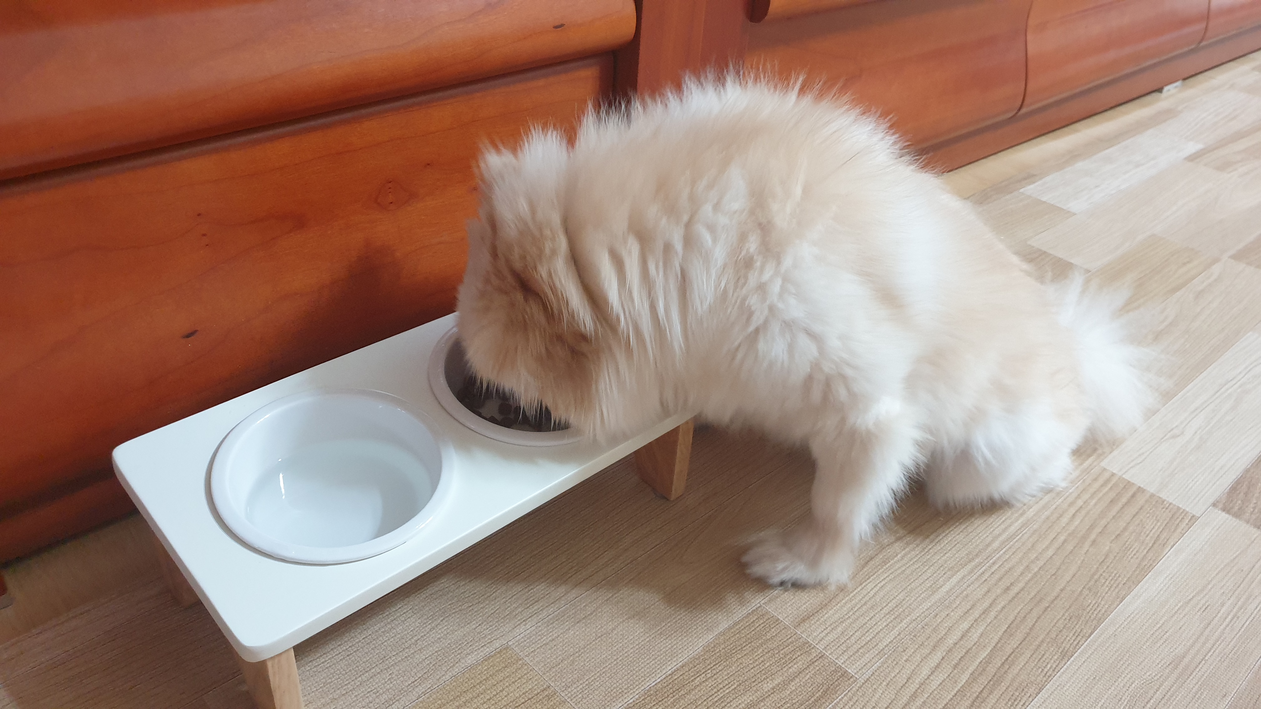 곤지암 구조견 단밤이 입양 한 달 후기