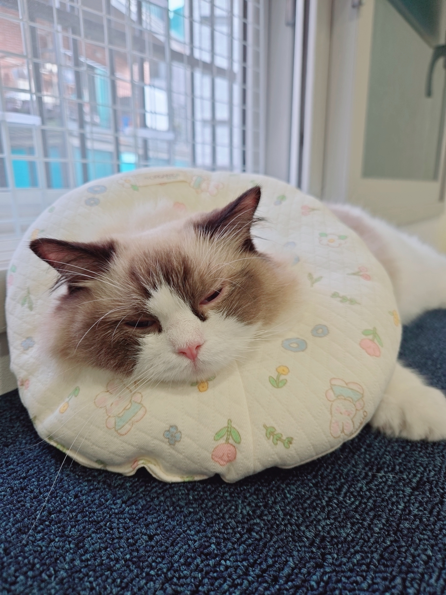 미야오(마시) 우리는 가족 : 1개월 차