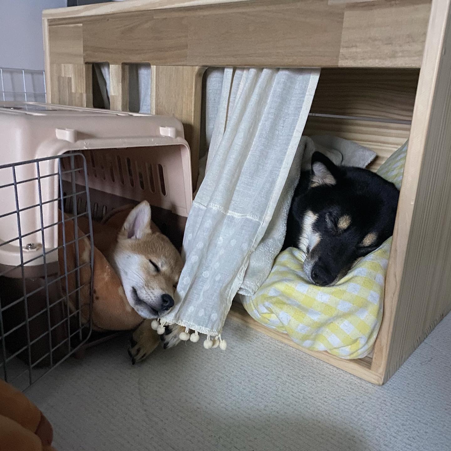 곤지암/ 한시 리오의 한 달♥︎ 