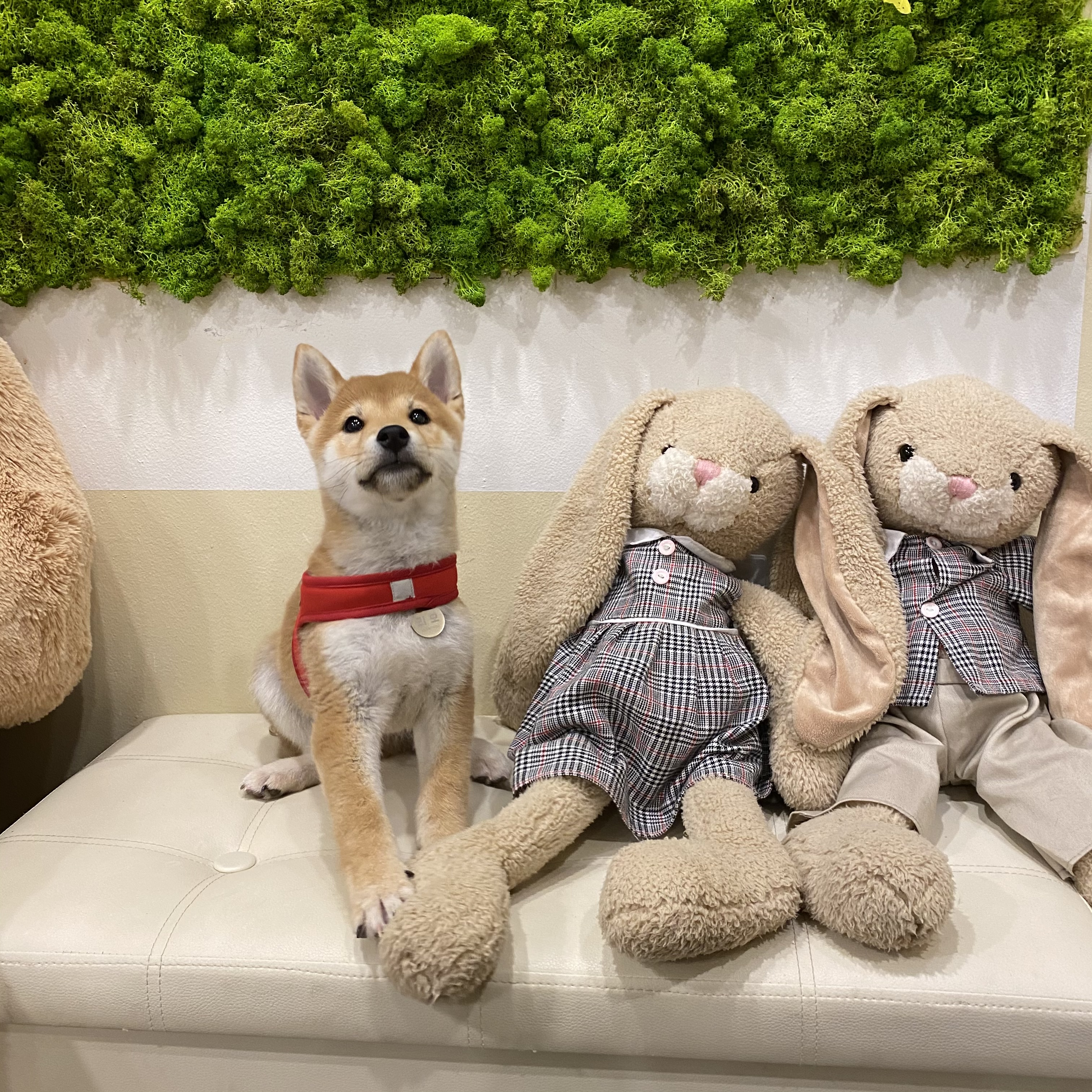 곤지암/ 한시 리오의 한 달♥︎ 