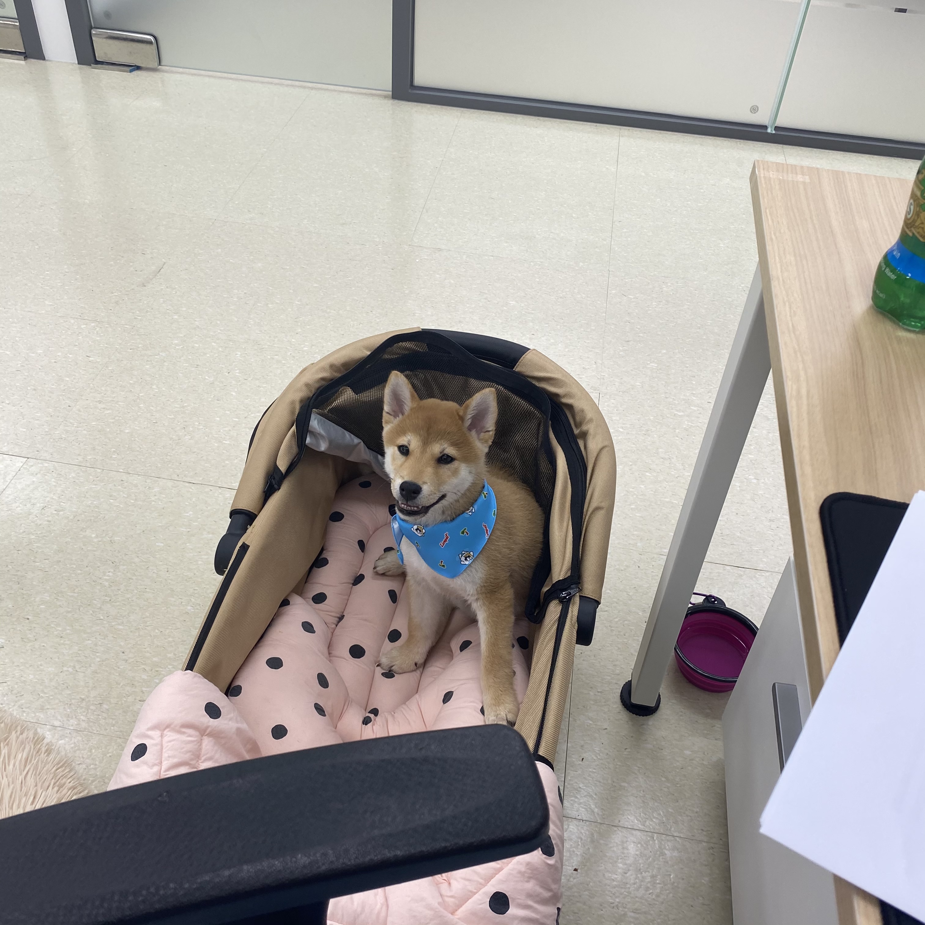 곤지암/ 한시 리오의 한 달♥︎ 