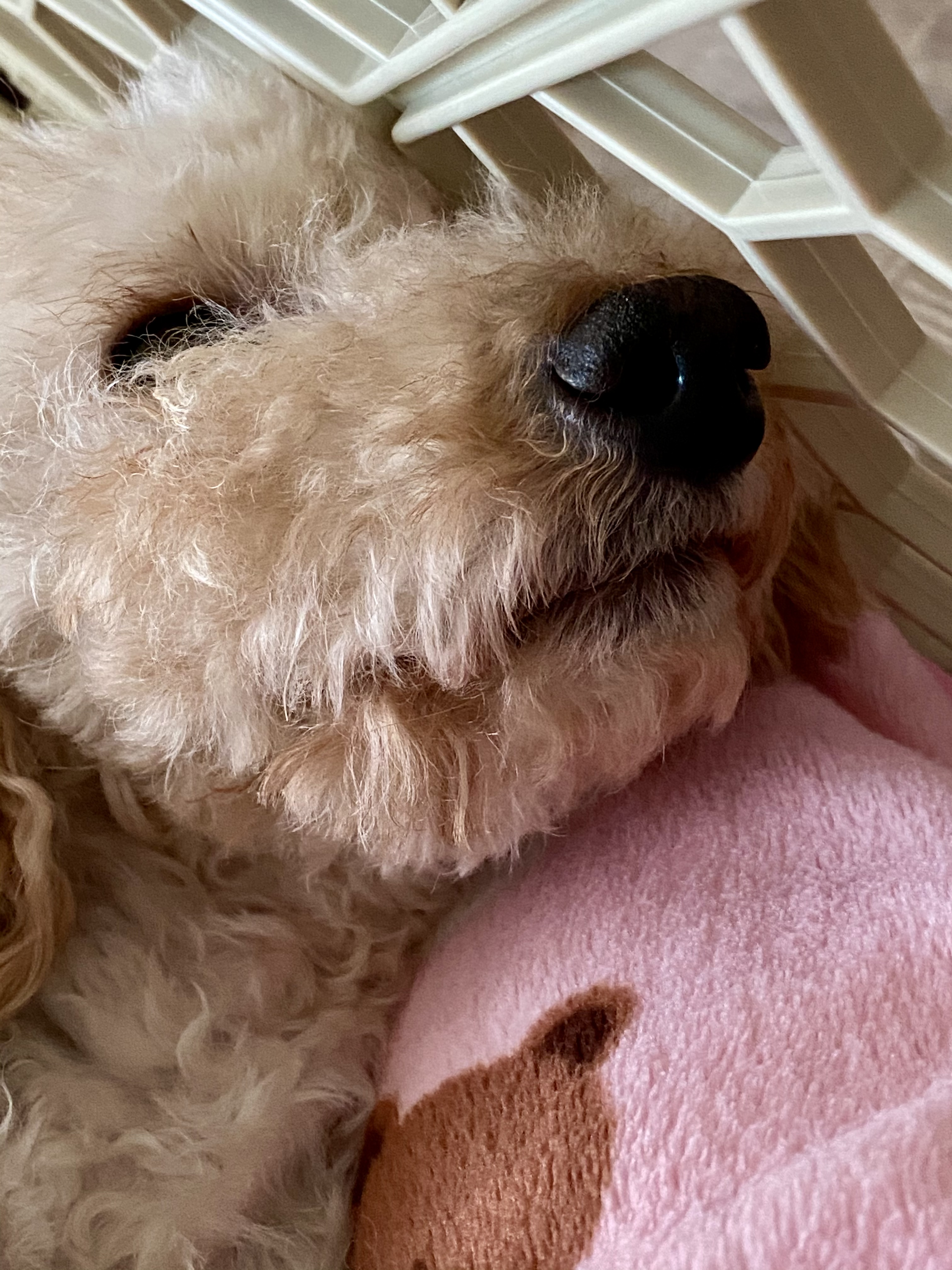 쿠크 입양 한달 후기