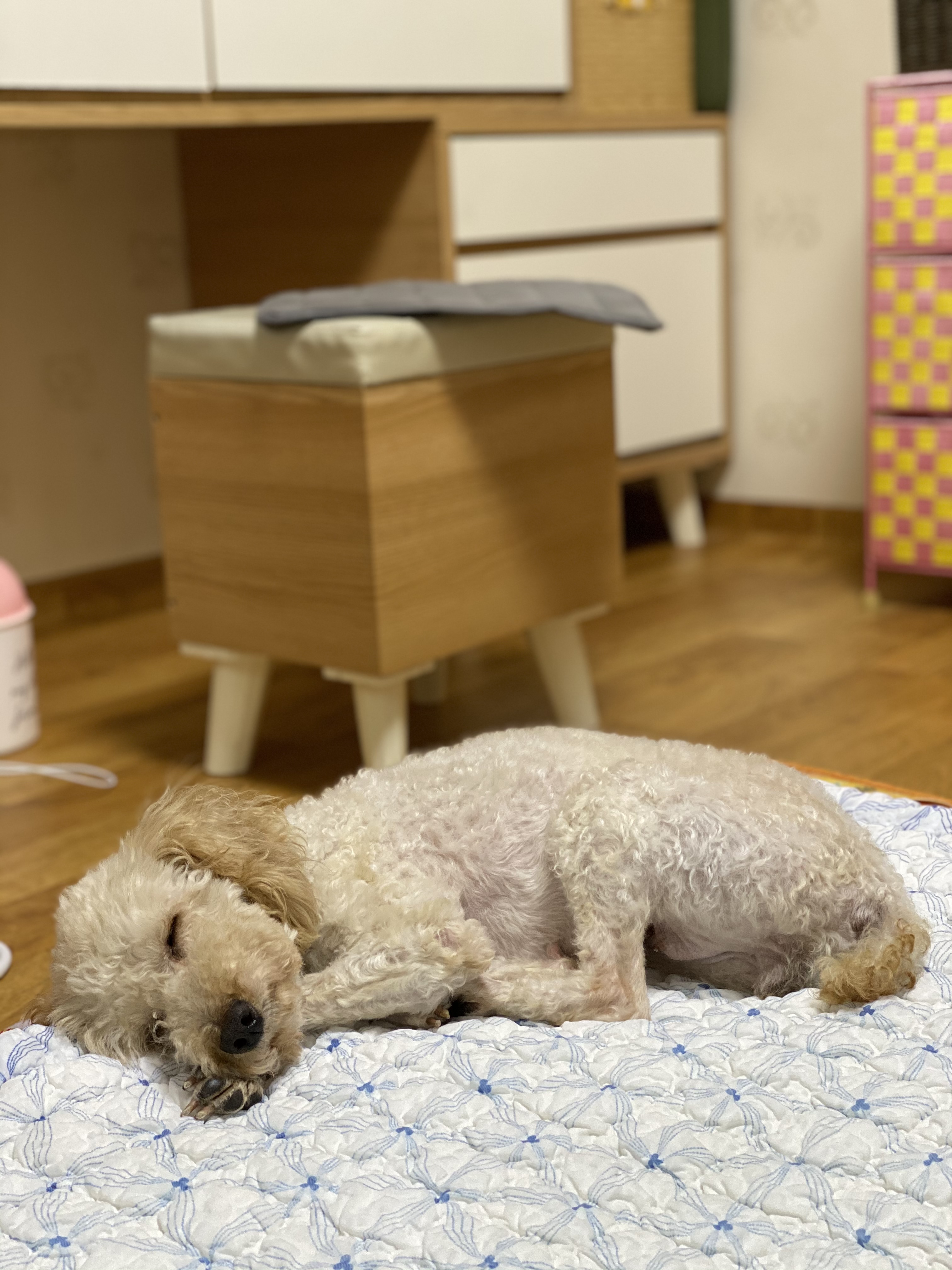 쿠크 입양 한달 후기