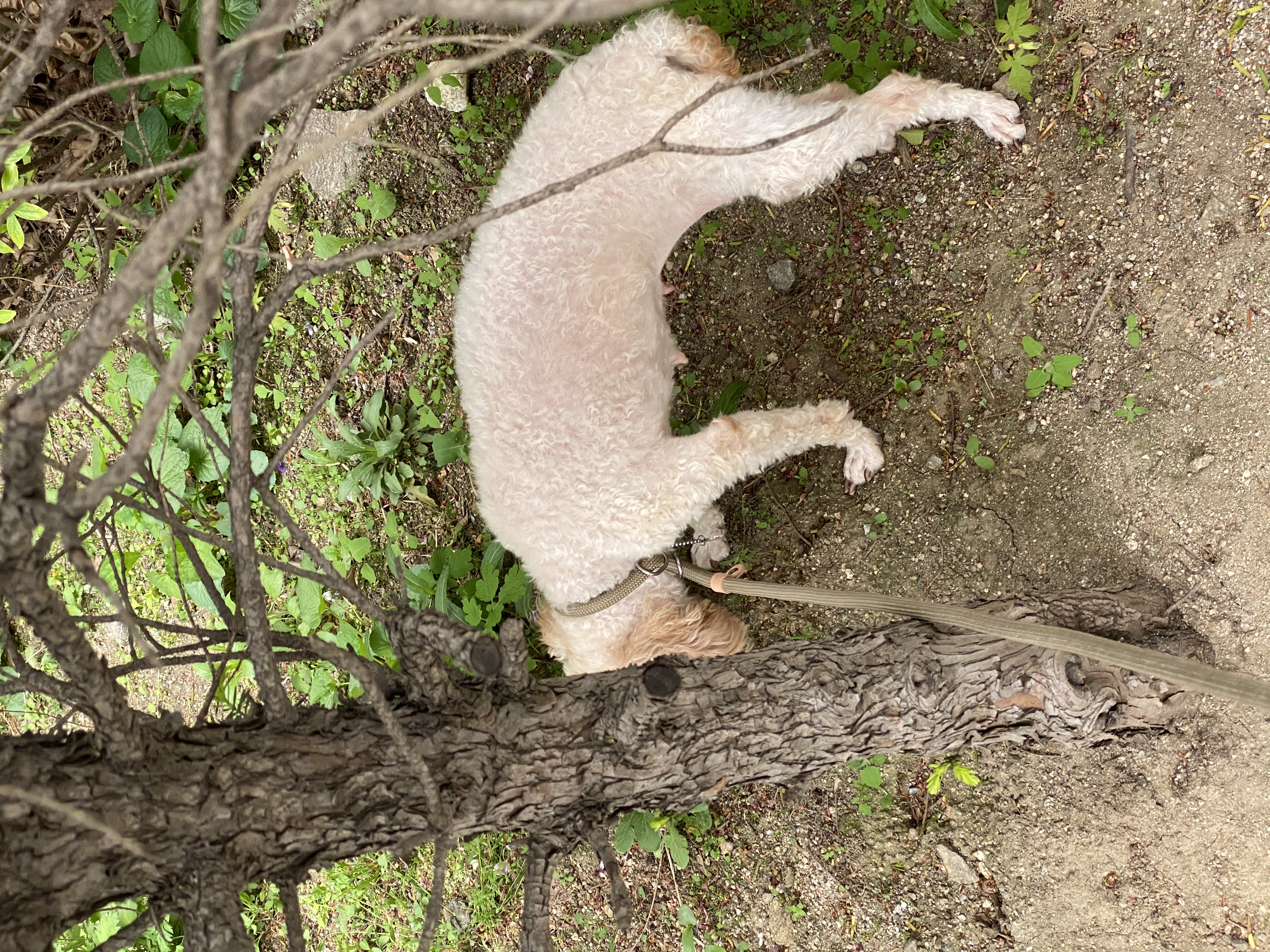 쿠크 입양 한달 후기