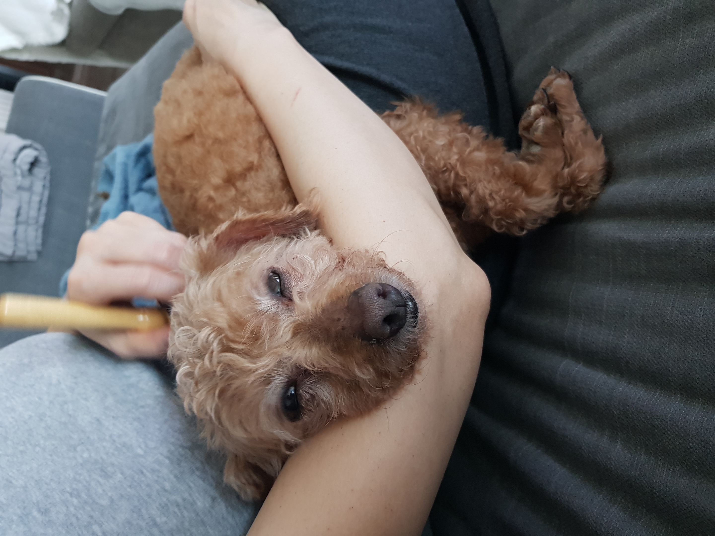 팔랑이~~(지금은  버디예요~~^^)