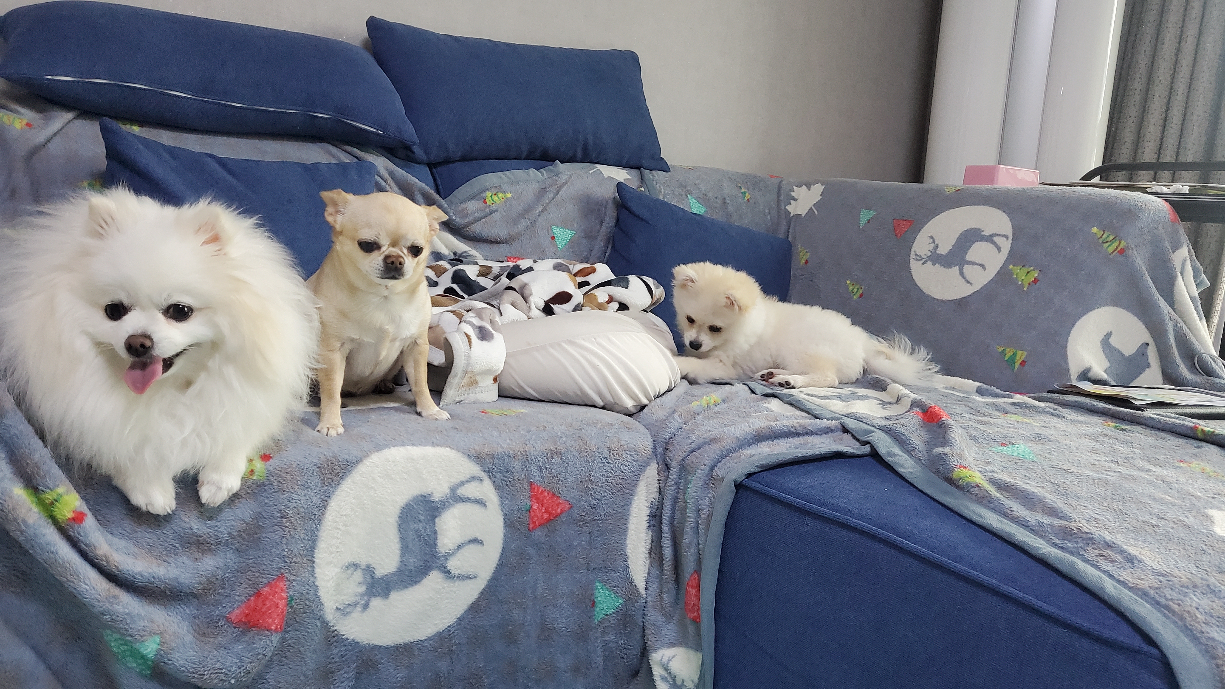 돌리(송삼)