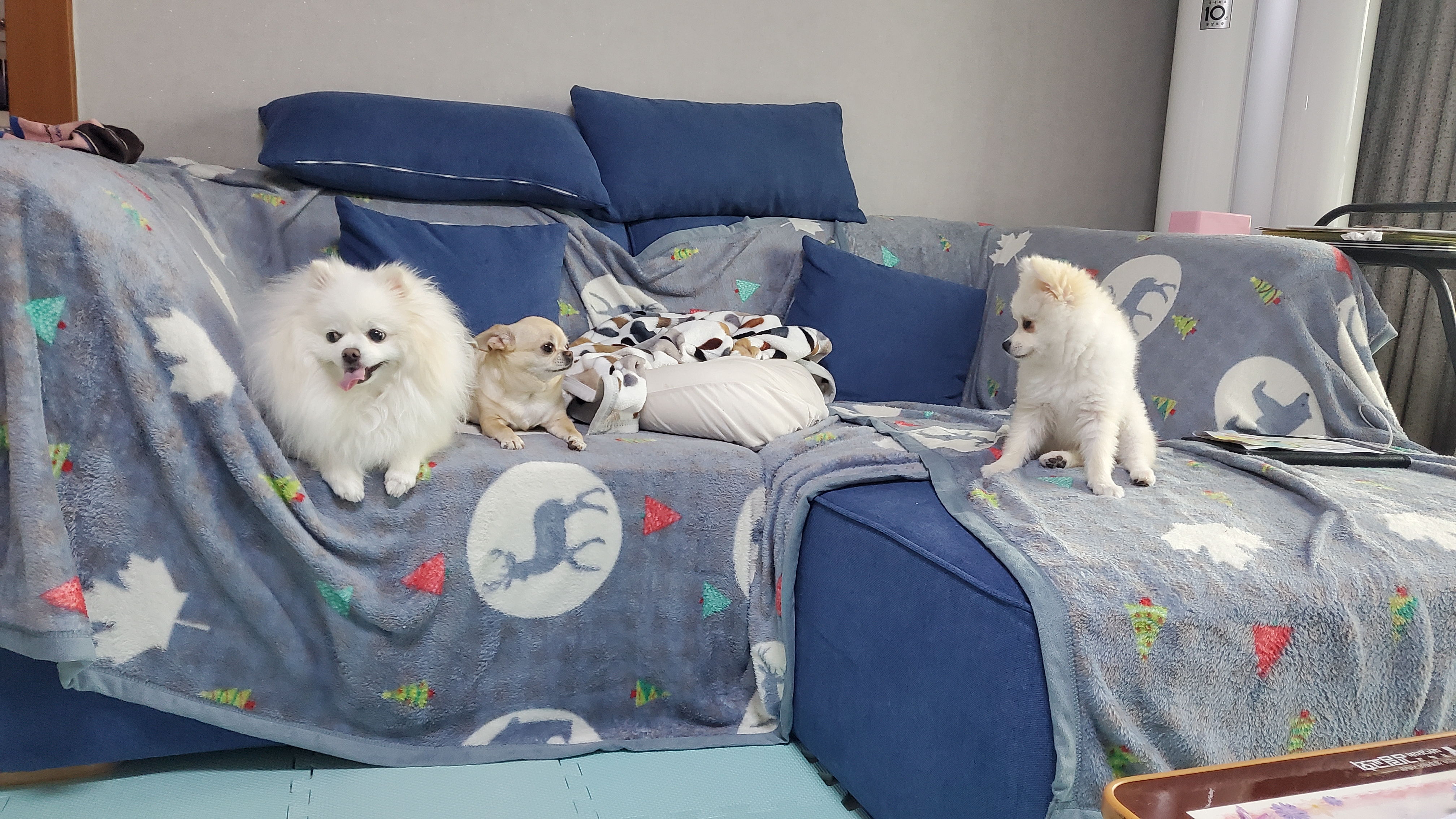돌리(송삼)
