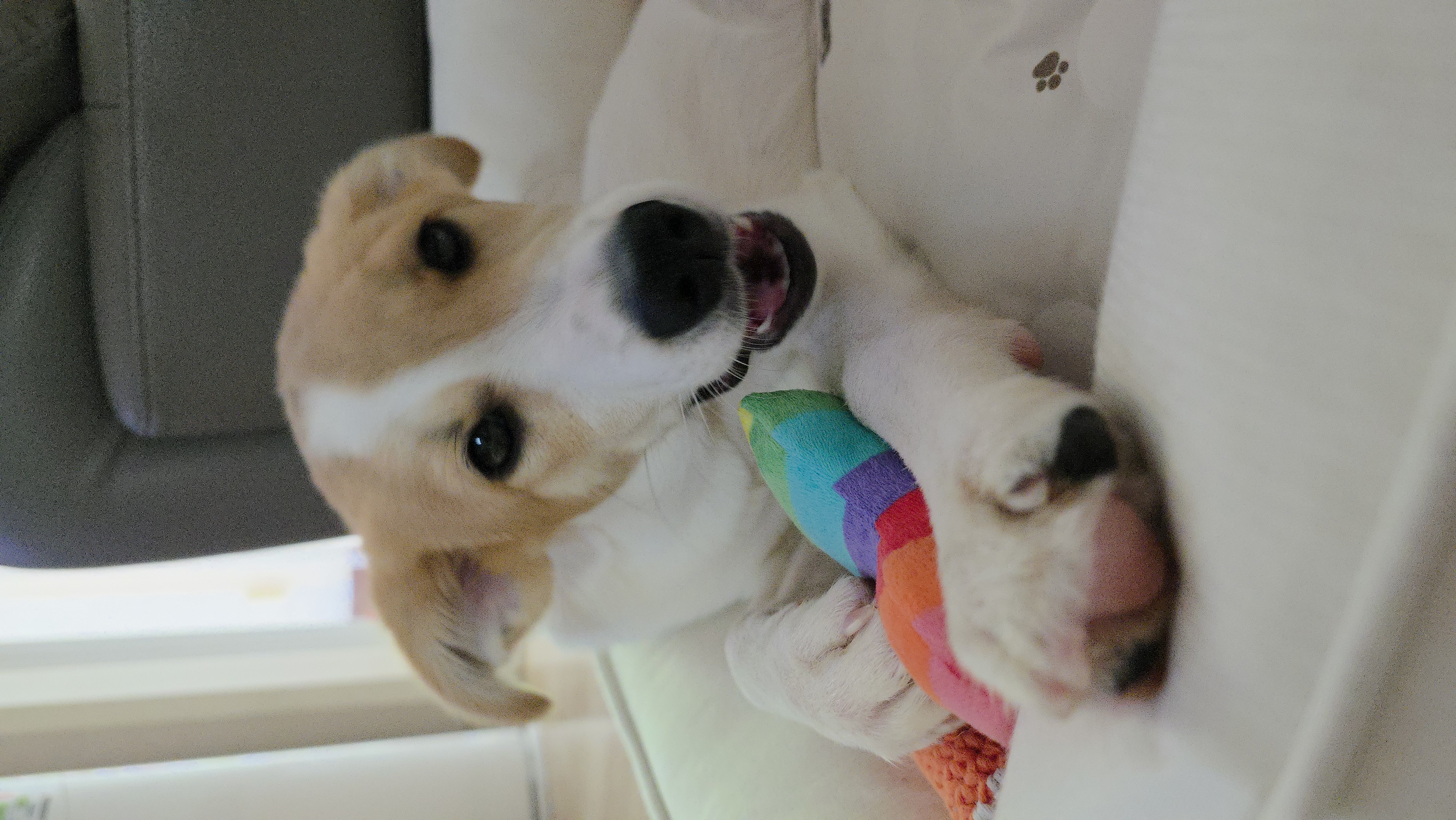 모디 (현재는 보리) 가 한가족된지 10일되었습니다