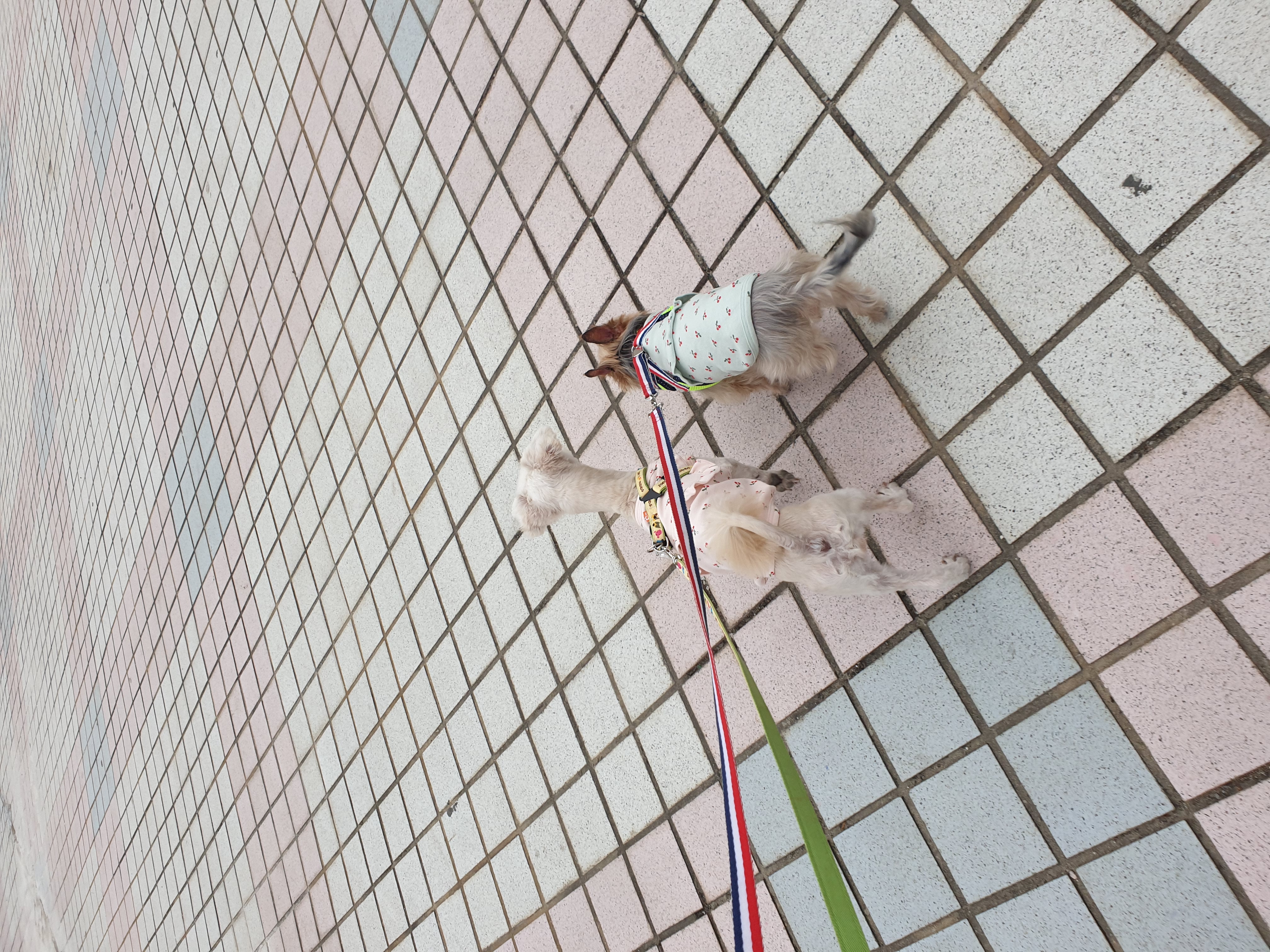 봉봉이와 갸족이 된지 석달이 되었네요^^