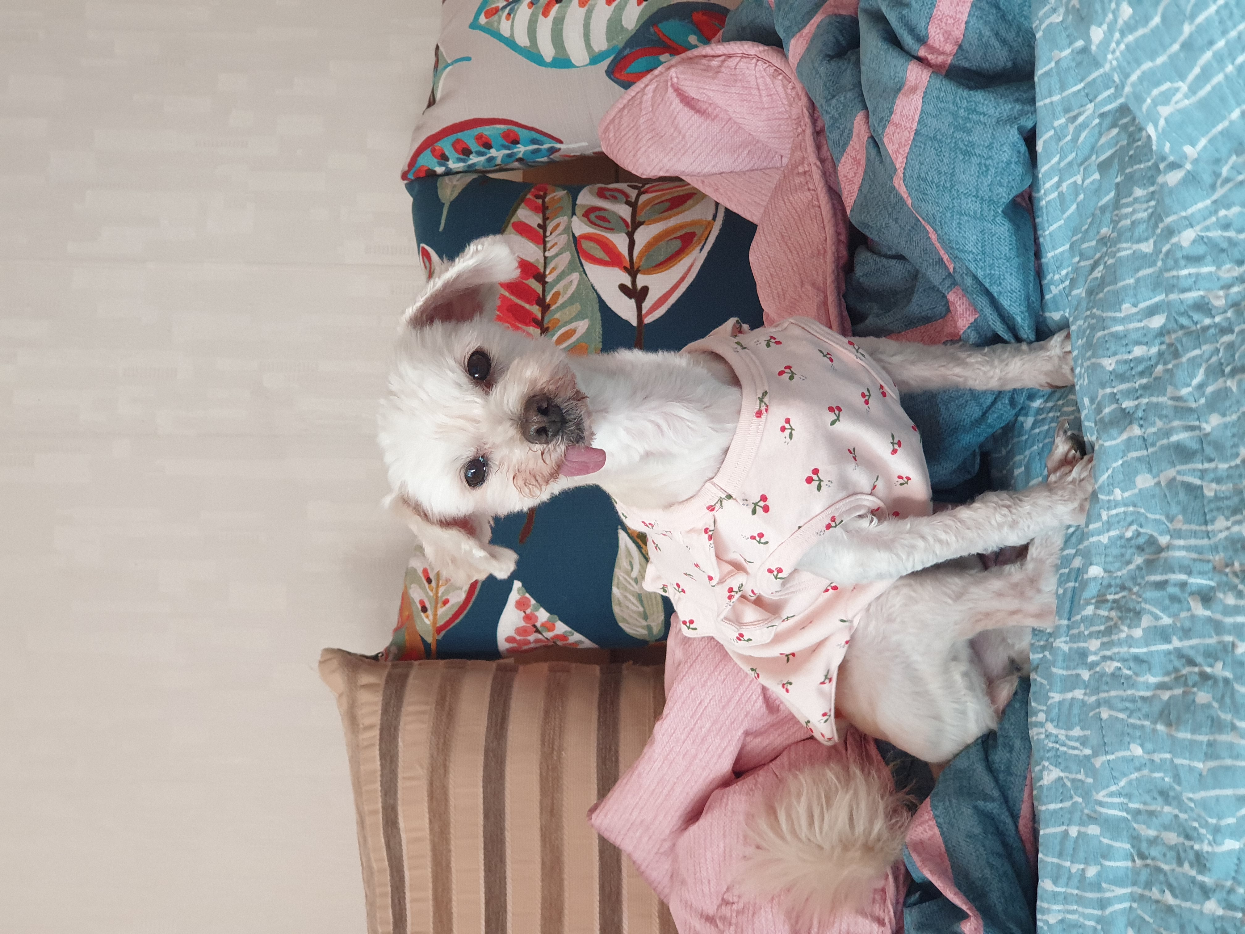 봉봉이와 갸족이 된지 석달이 되었네요^^