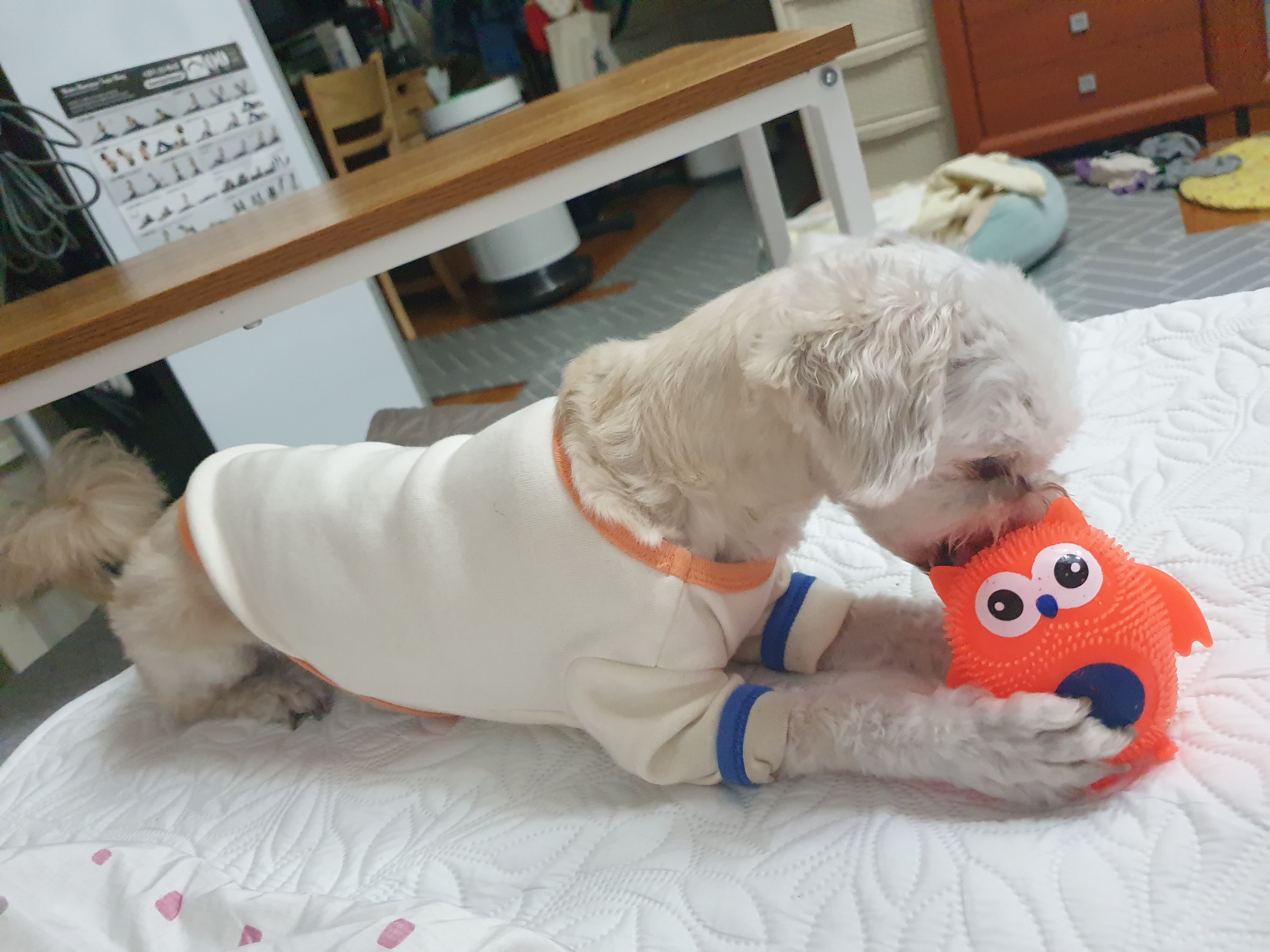 봉봉이와 갸족이 된지 석달이 되었네요^^