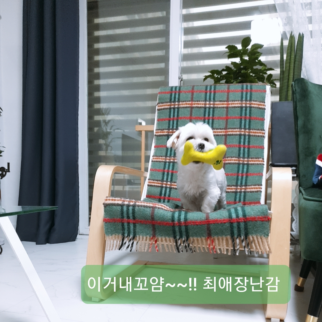 봄이(곤지암6청순) 한달 후기