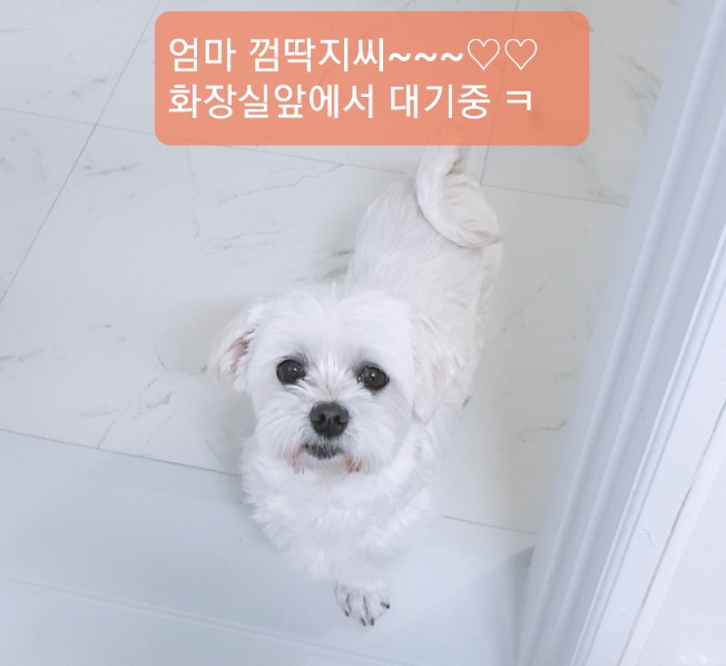 봄이(곤지암6청순) 한달 후기