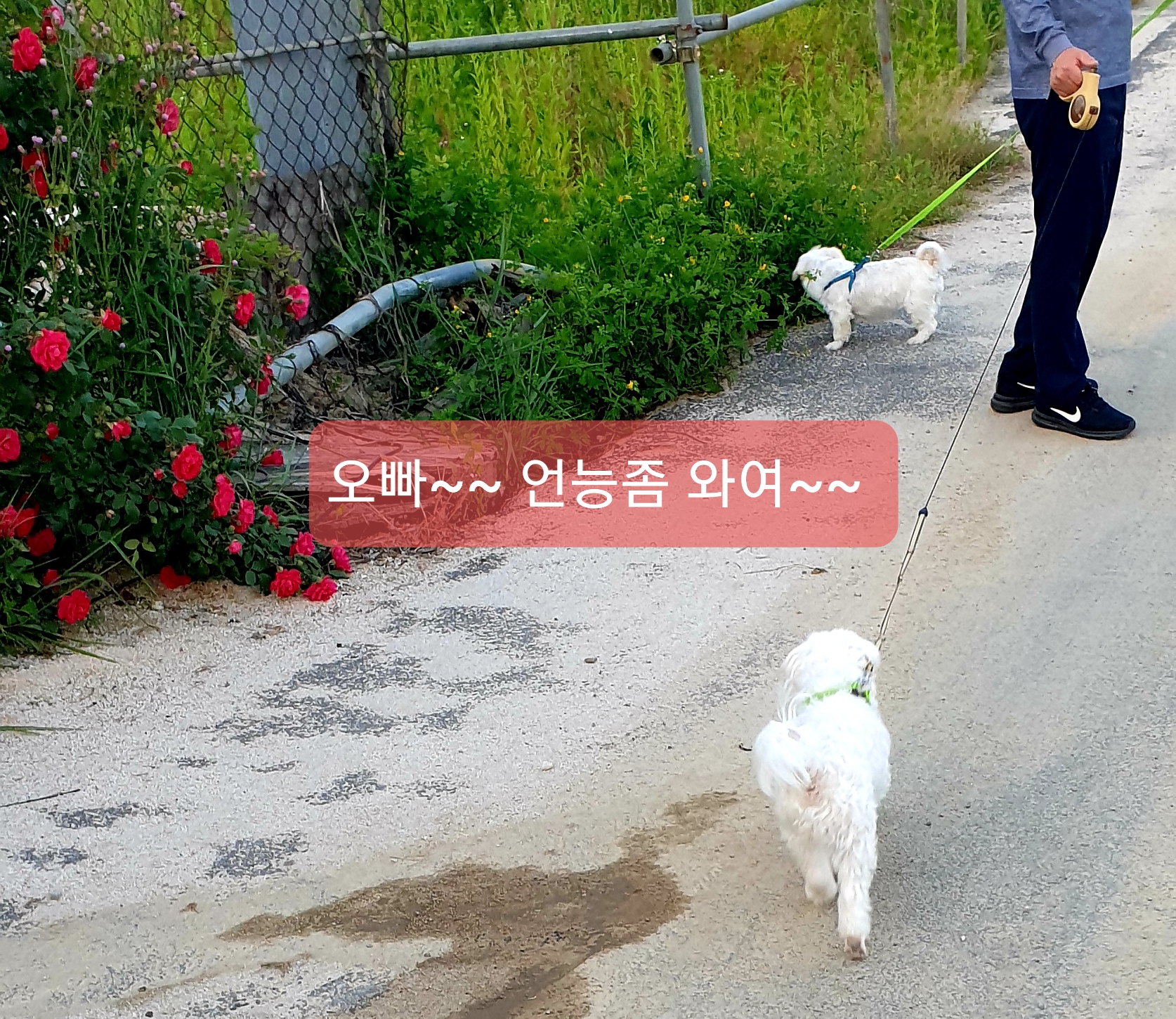 봄이(곤지암6청순) 한달 후기