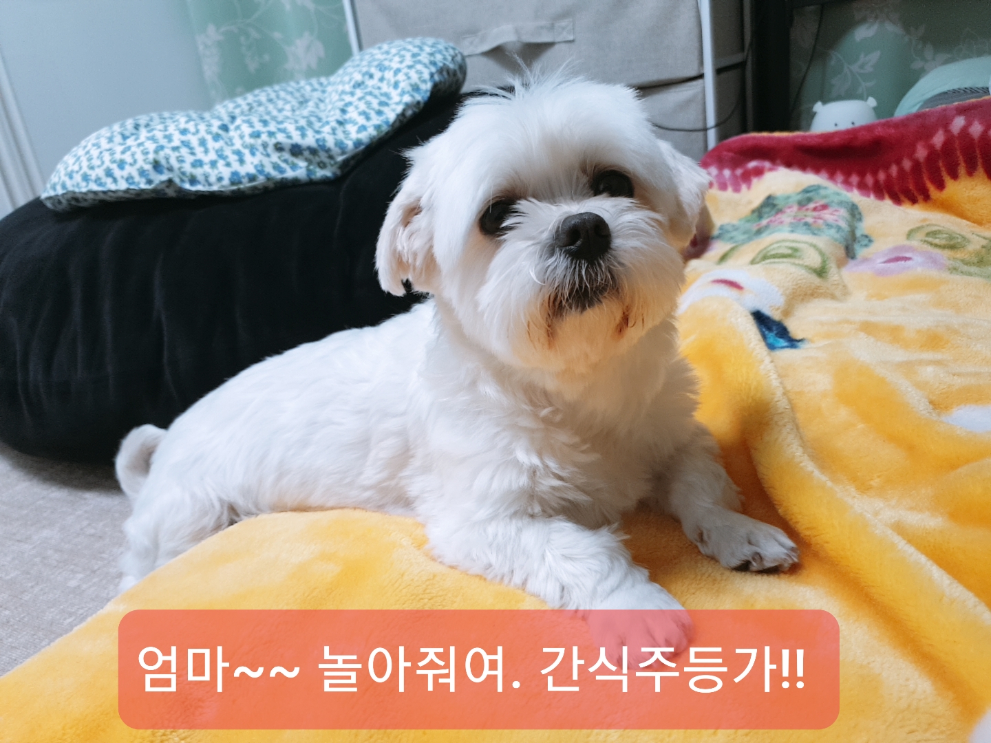 봄이(곤지암6청순) 한달 후기